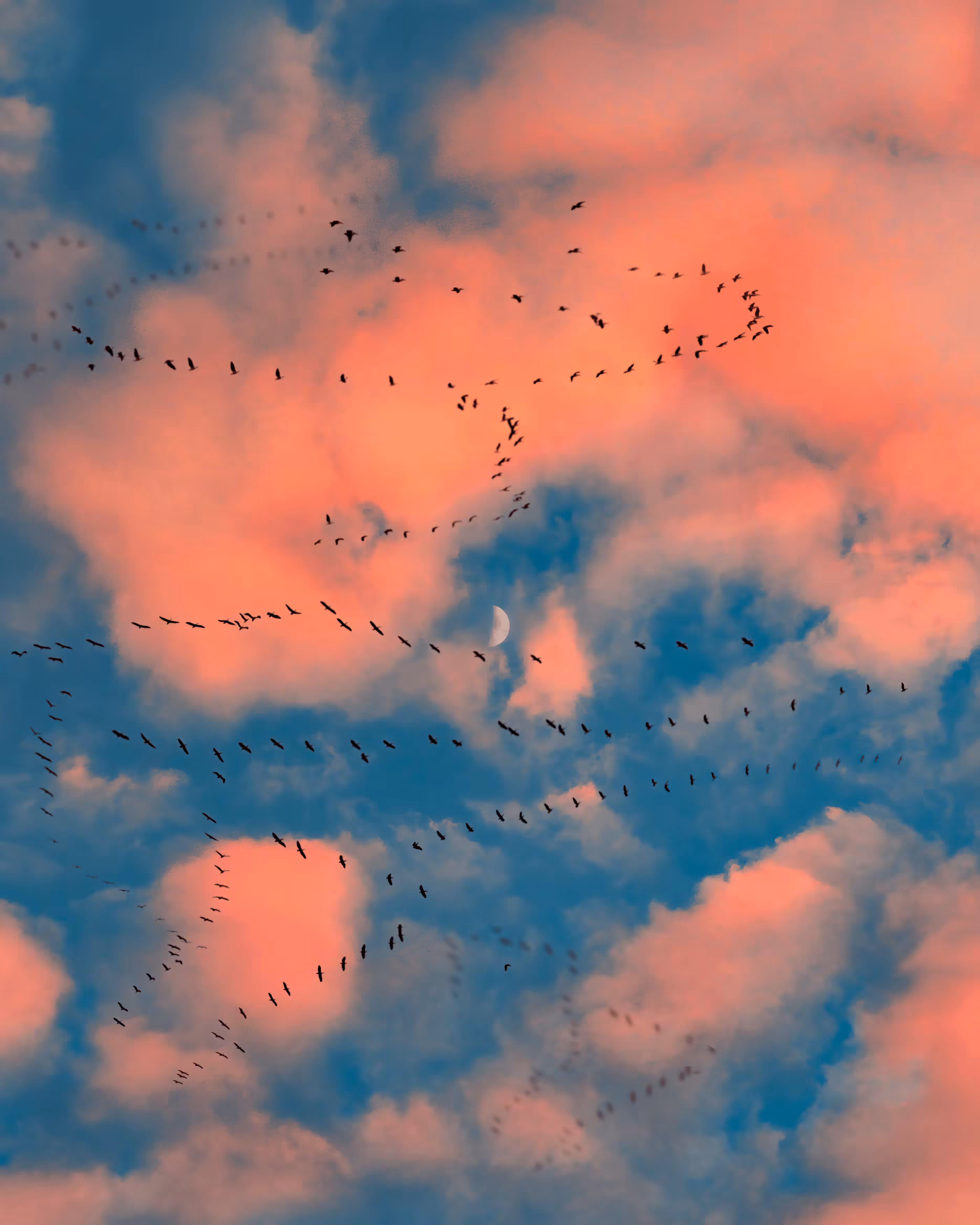 Flock of Us #14
