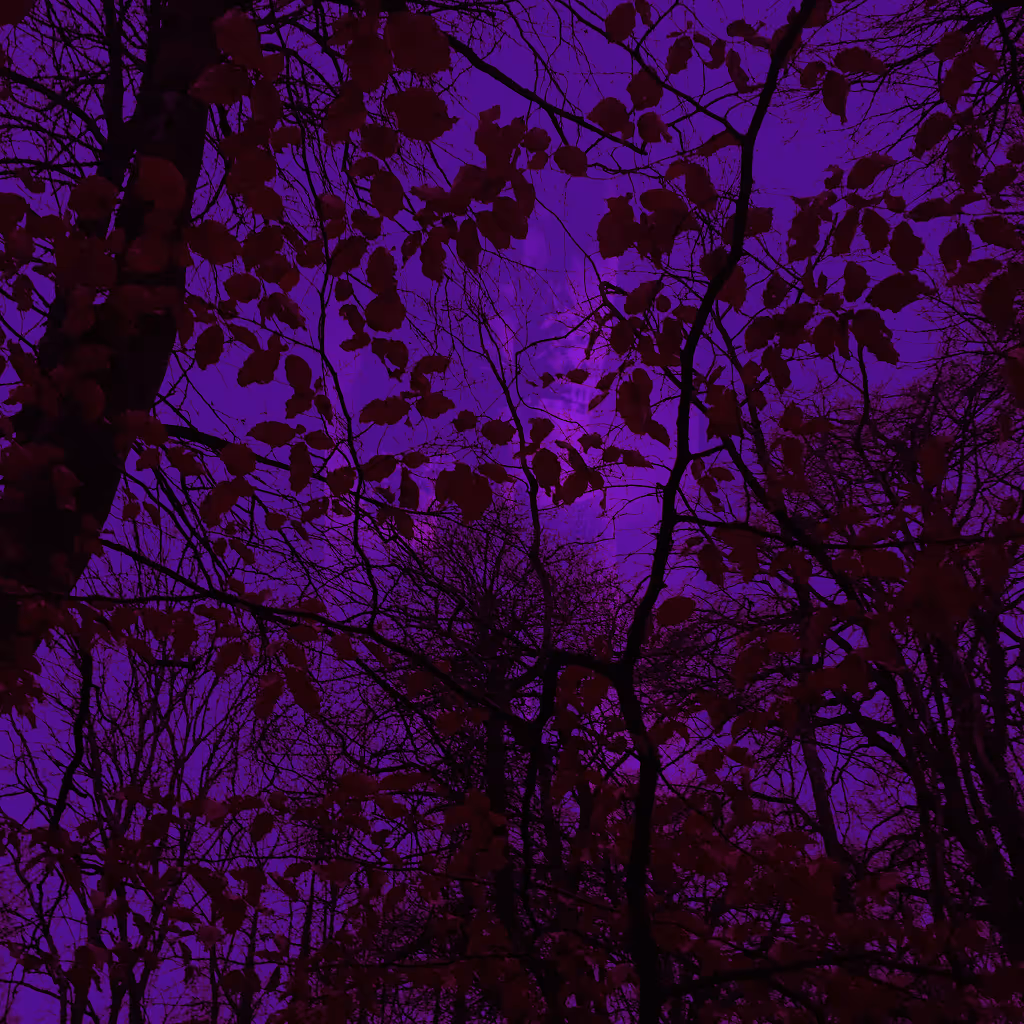 Dark Forest #3