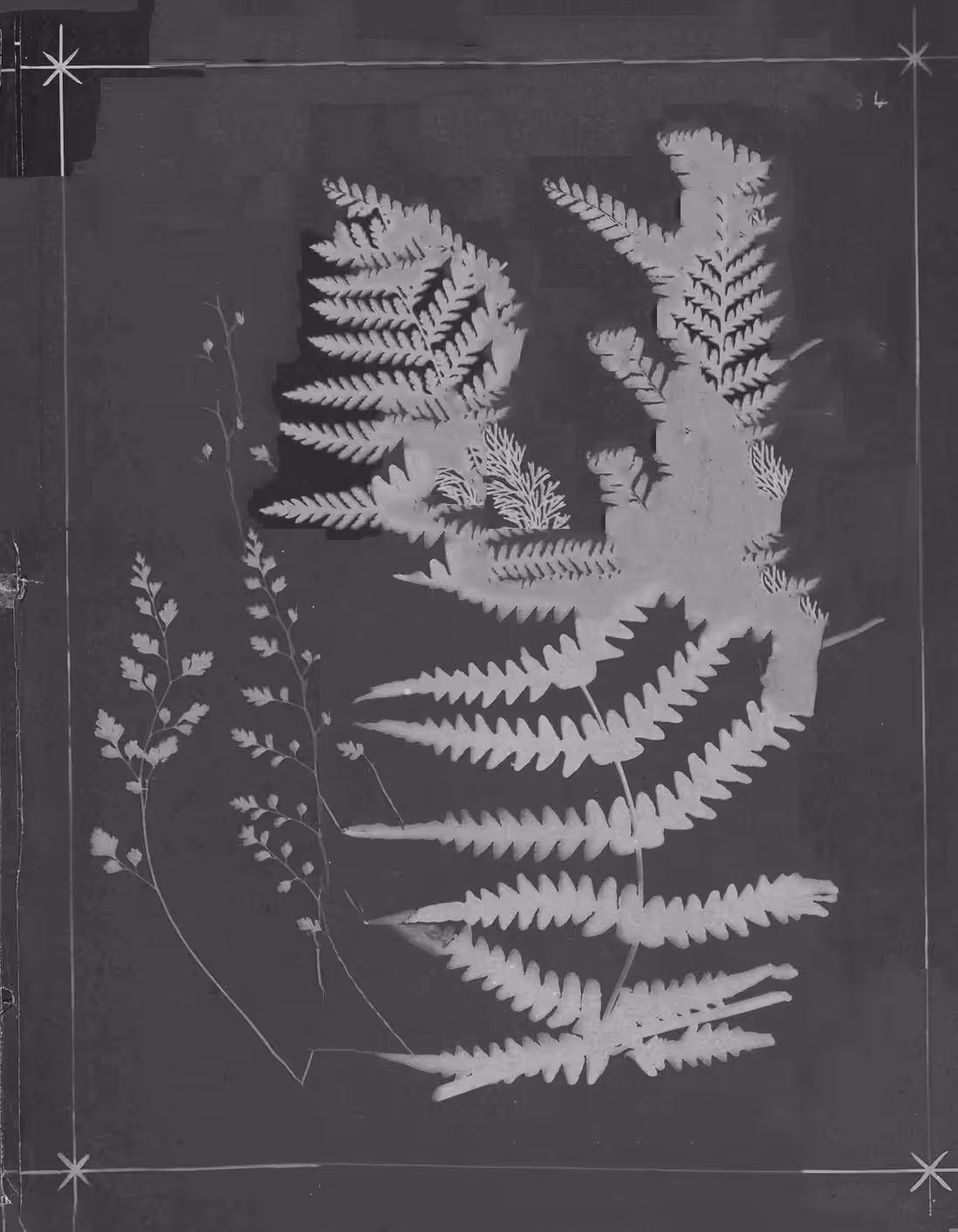 Metafern [x]