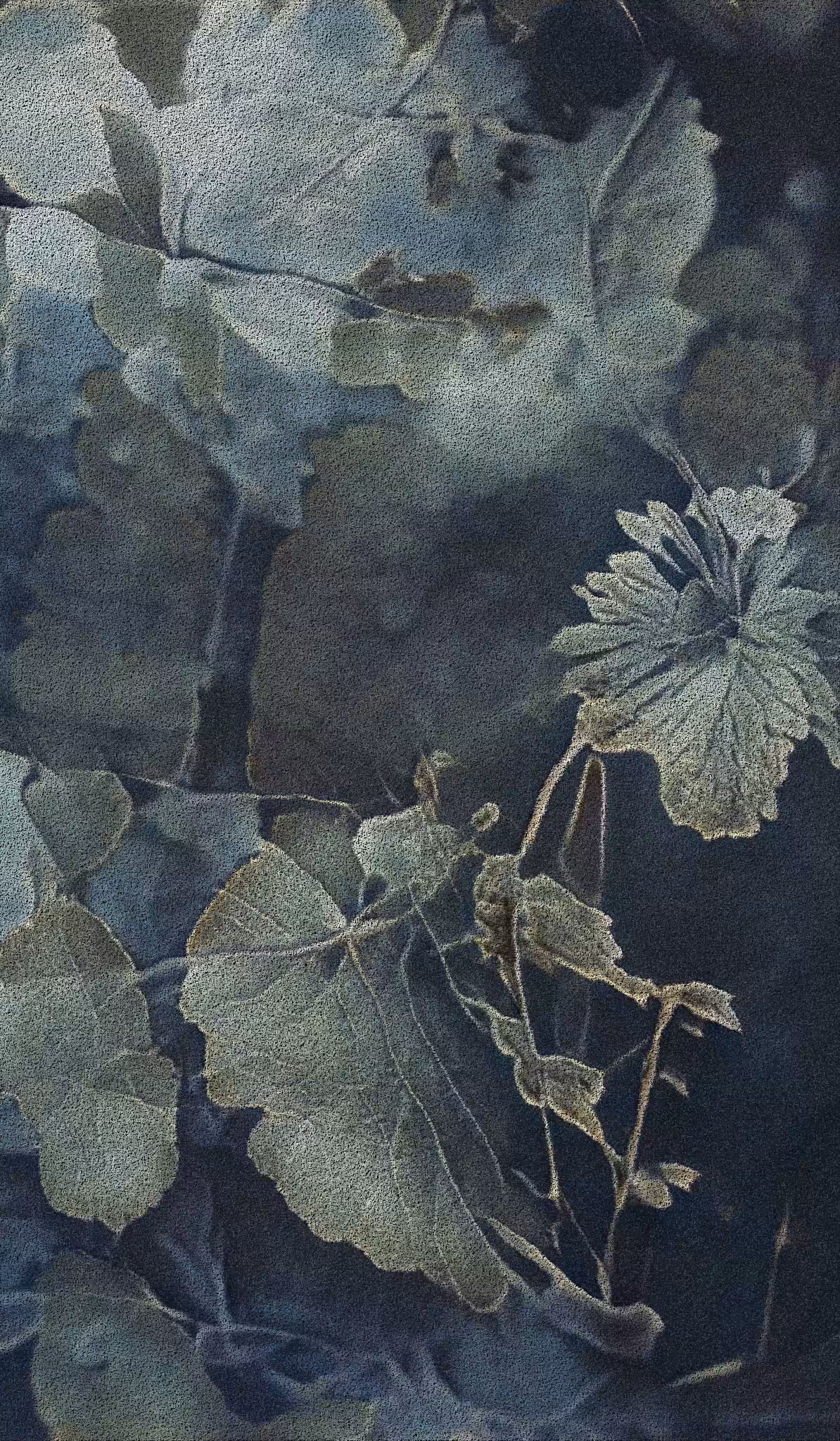 APPARATUS-VITIS: Apparatus Vitis #61
