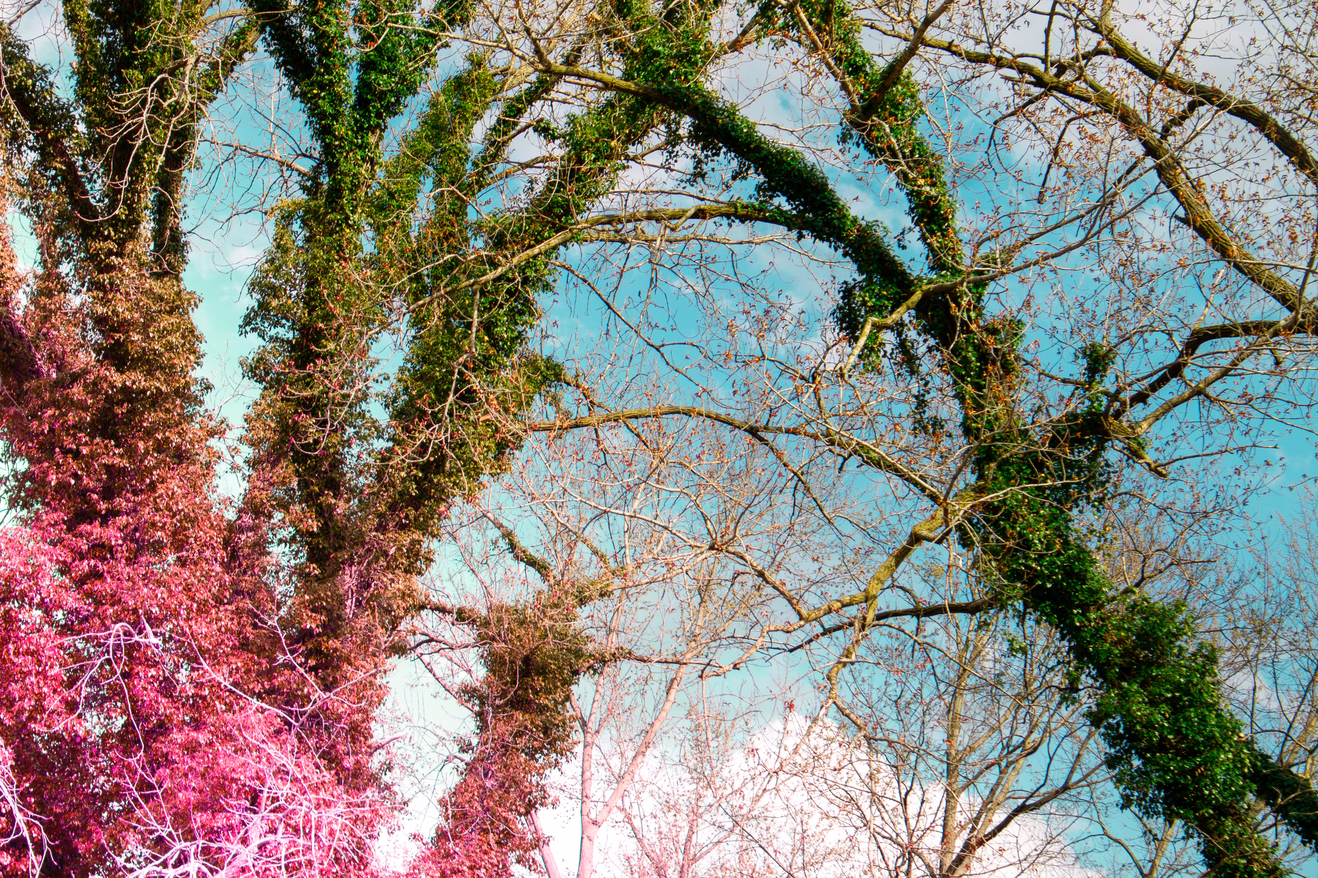 a tree with the ghost of a dead hummingbird living near