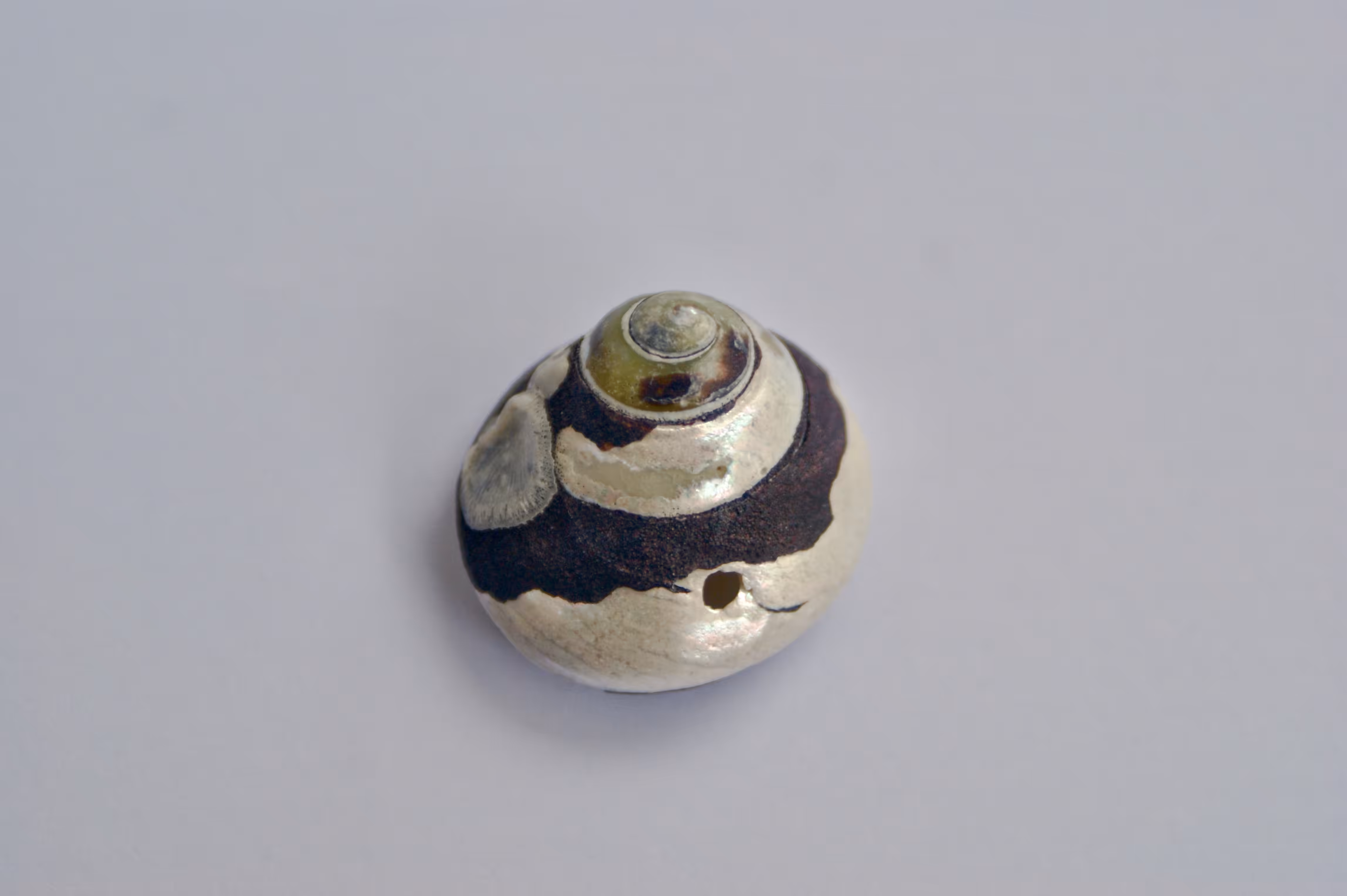 The Rusty Shell