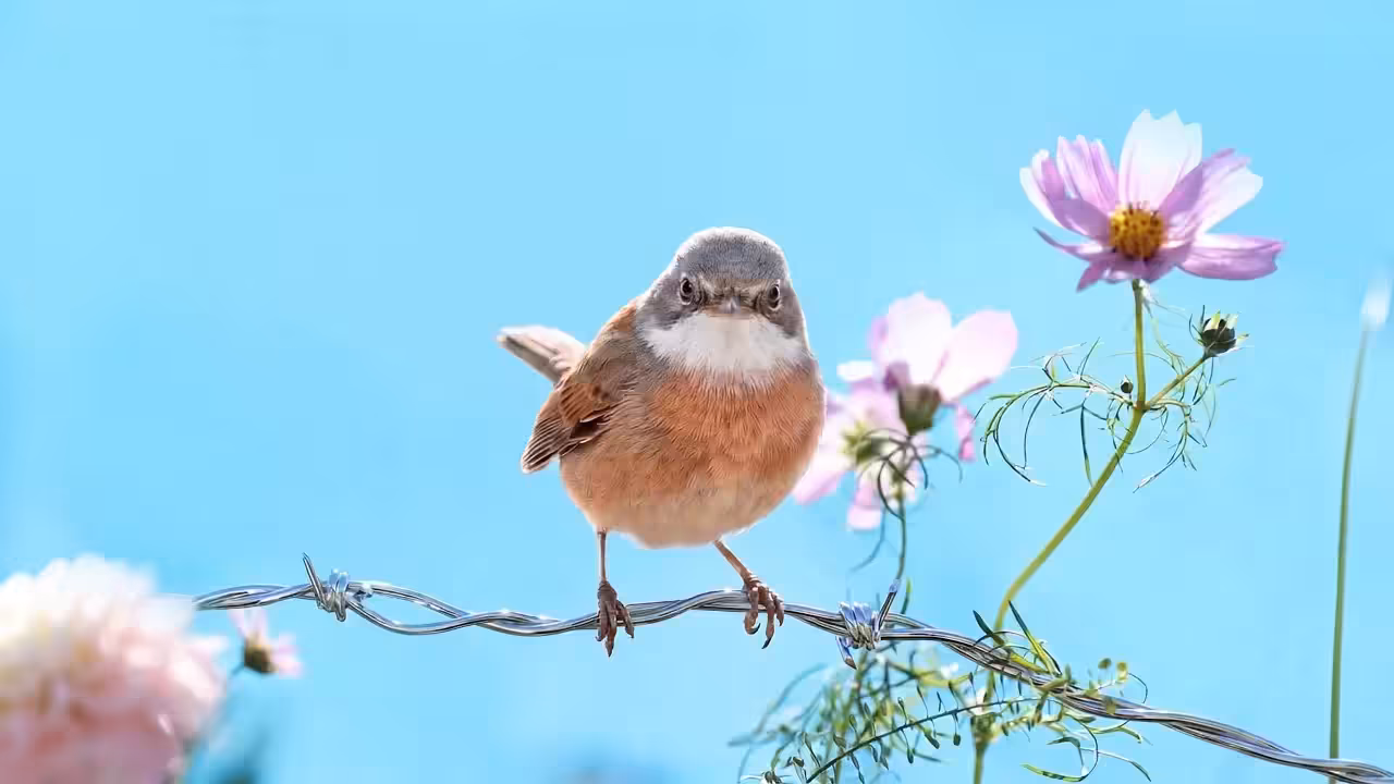 Birds Observations: Sterling, Caroline's Meadow