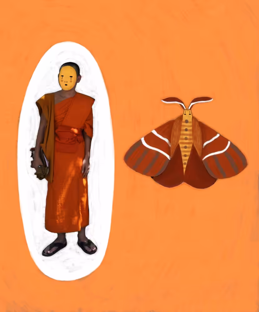 Cocoons - Curious Monk Moth