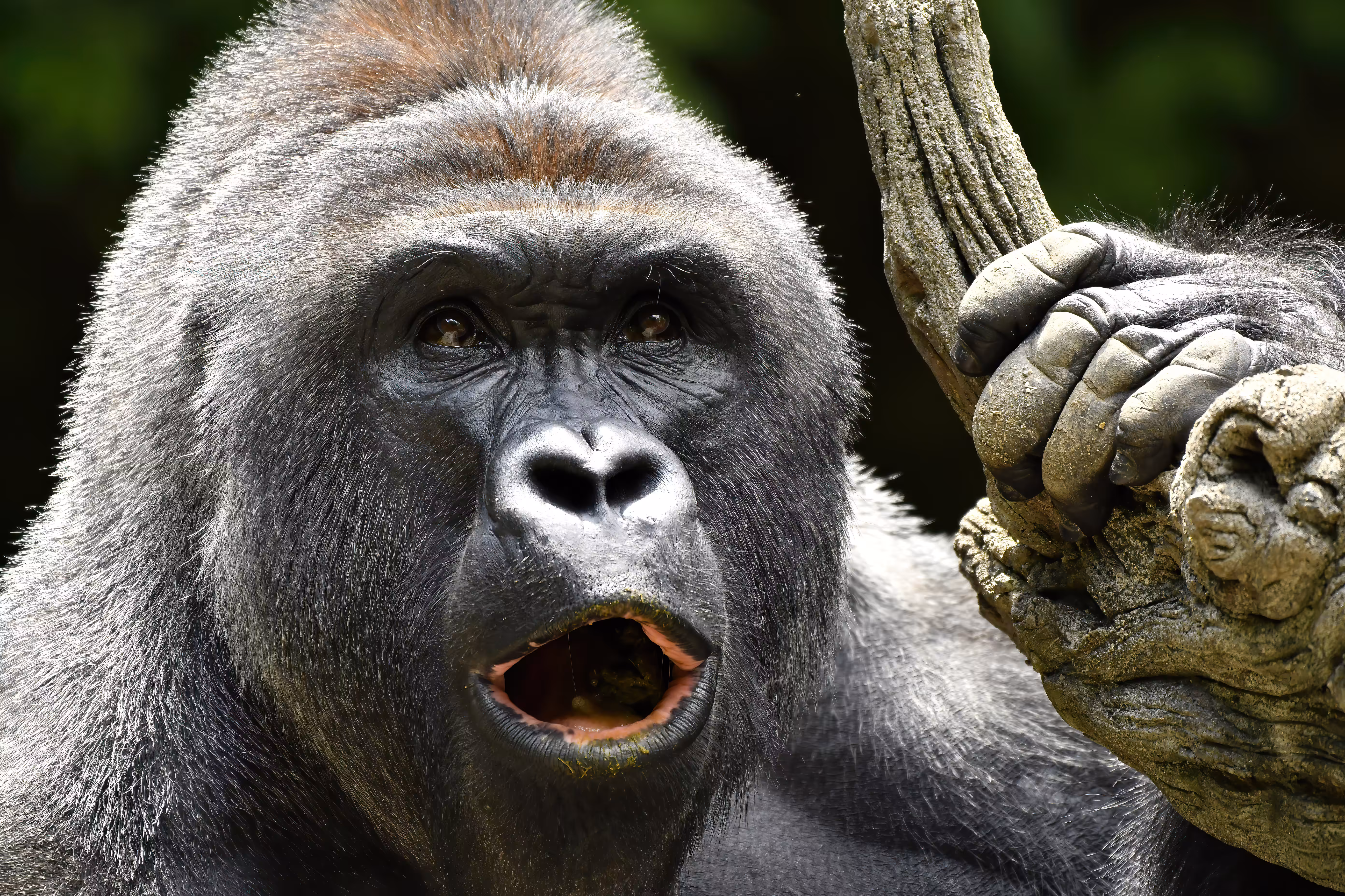 LEGENDS: HARAMBE: LEGENDS #397