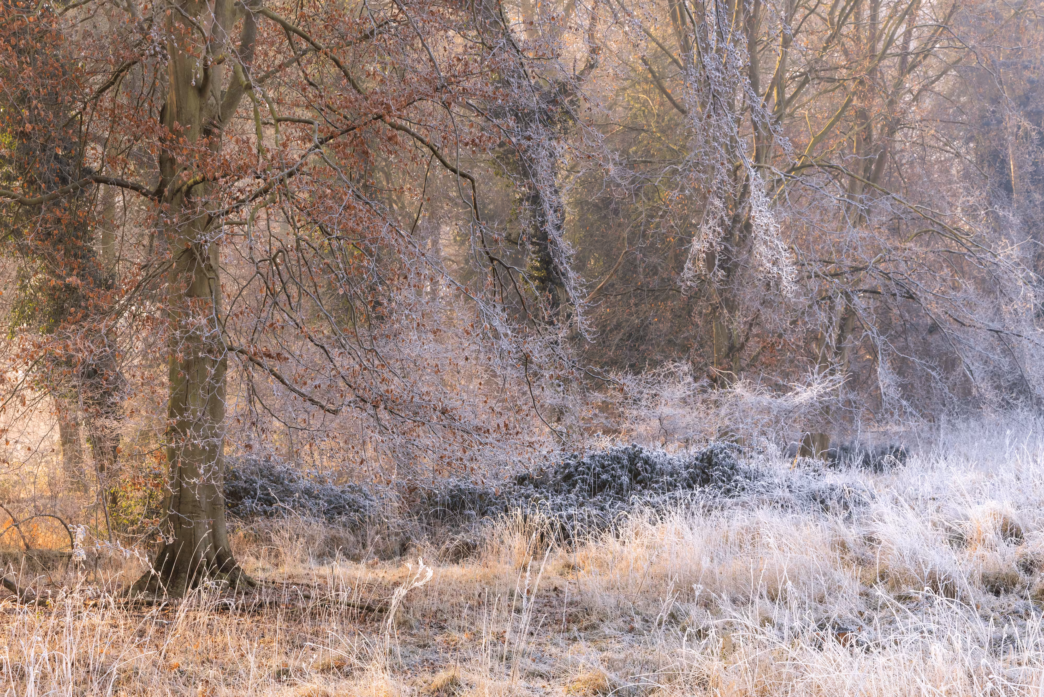 Undergrowth #3 - Icing