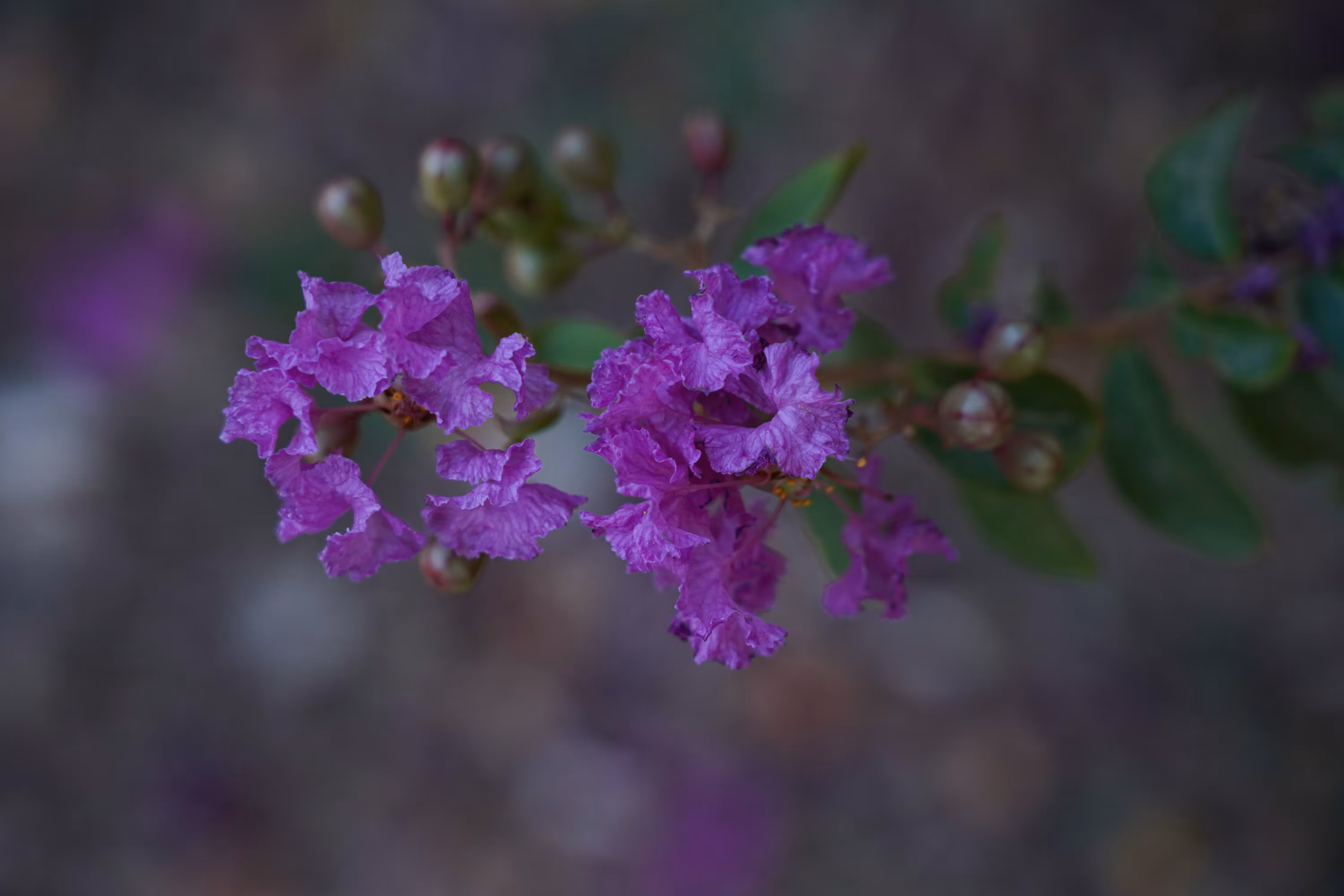 flowers: The Song of Paper Flowers