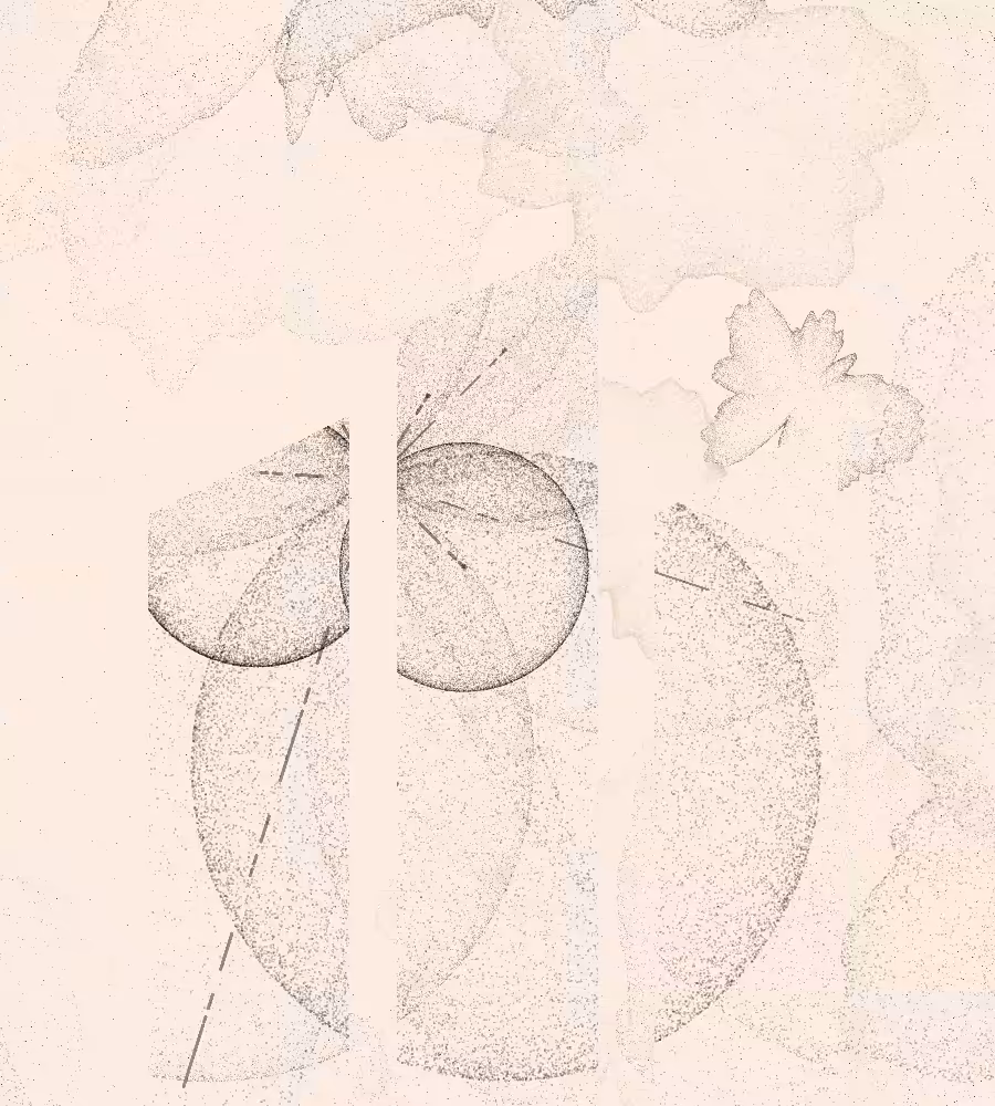 Generacci #114