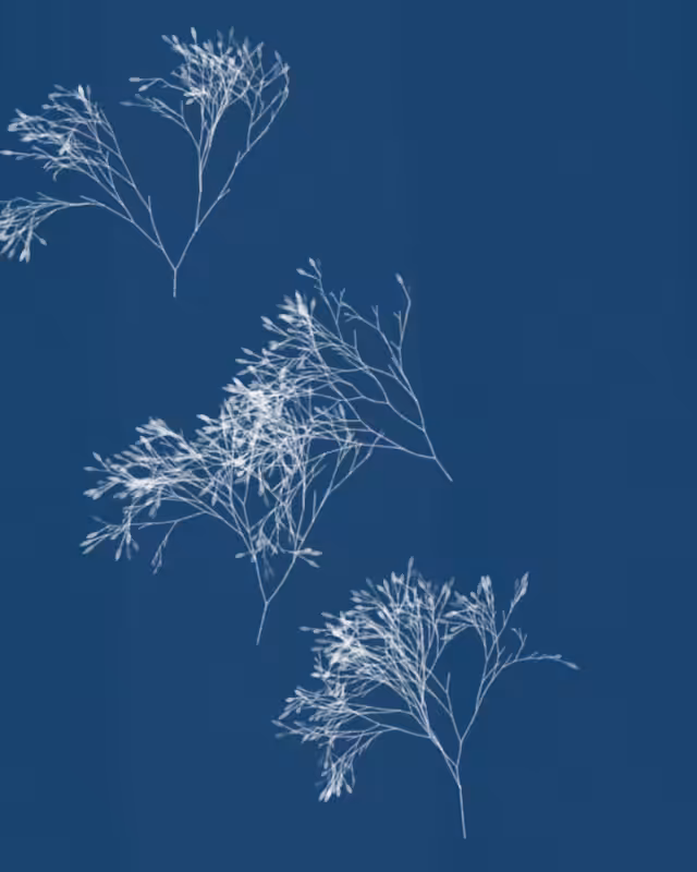 Cyanotypes #57