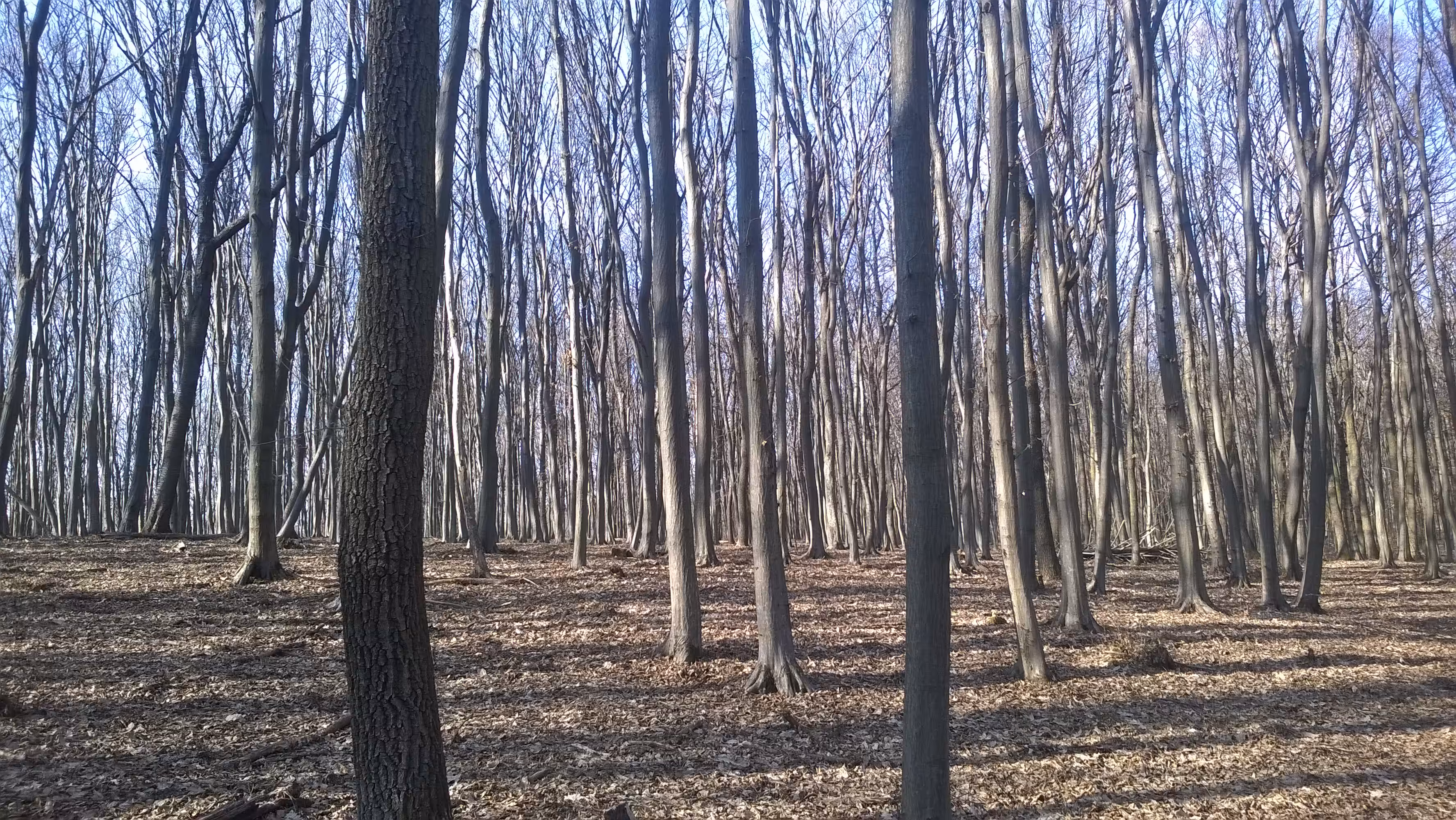 Something Is Behind The Trees