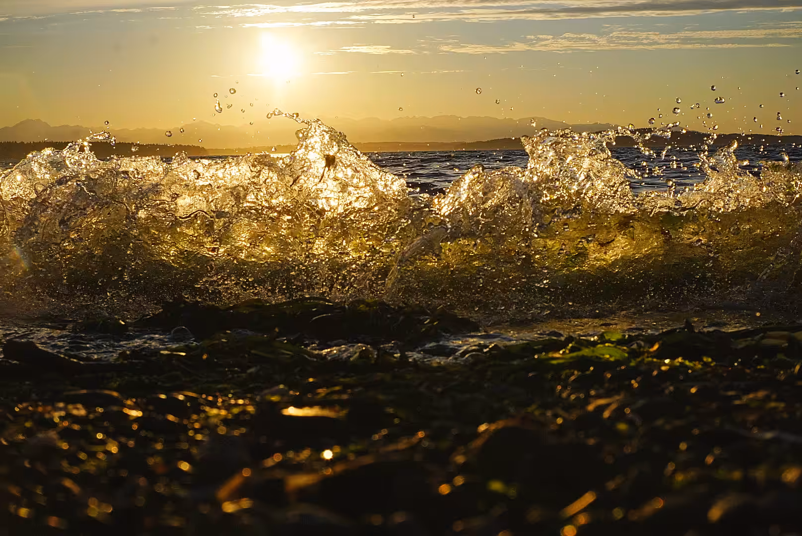 Golden Waves 