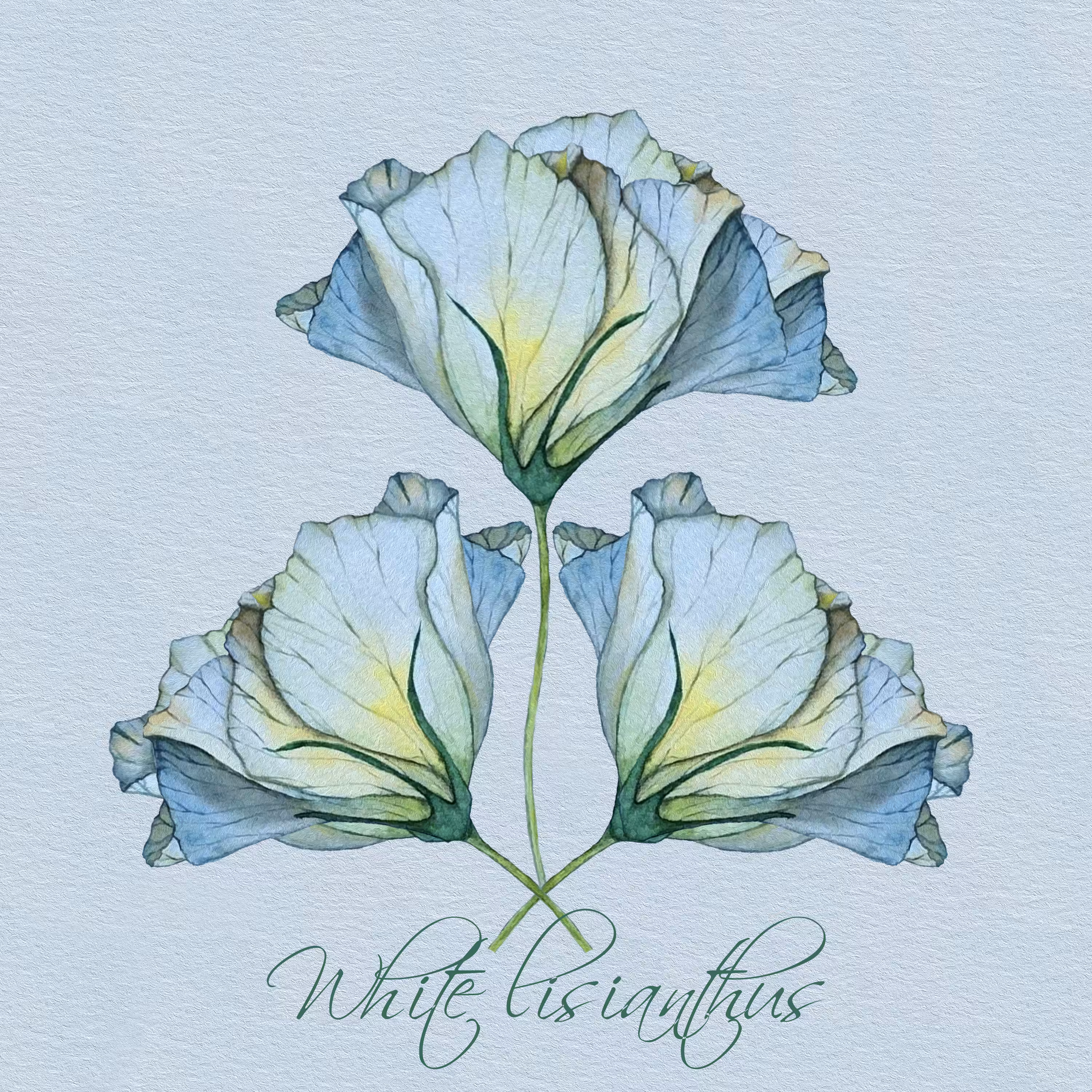 white lisianthus (watercolor)