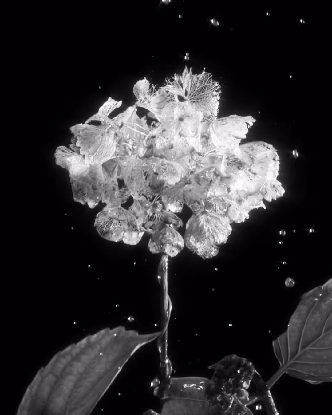Skeleton Flower