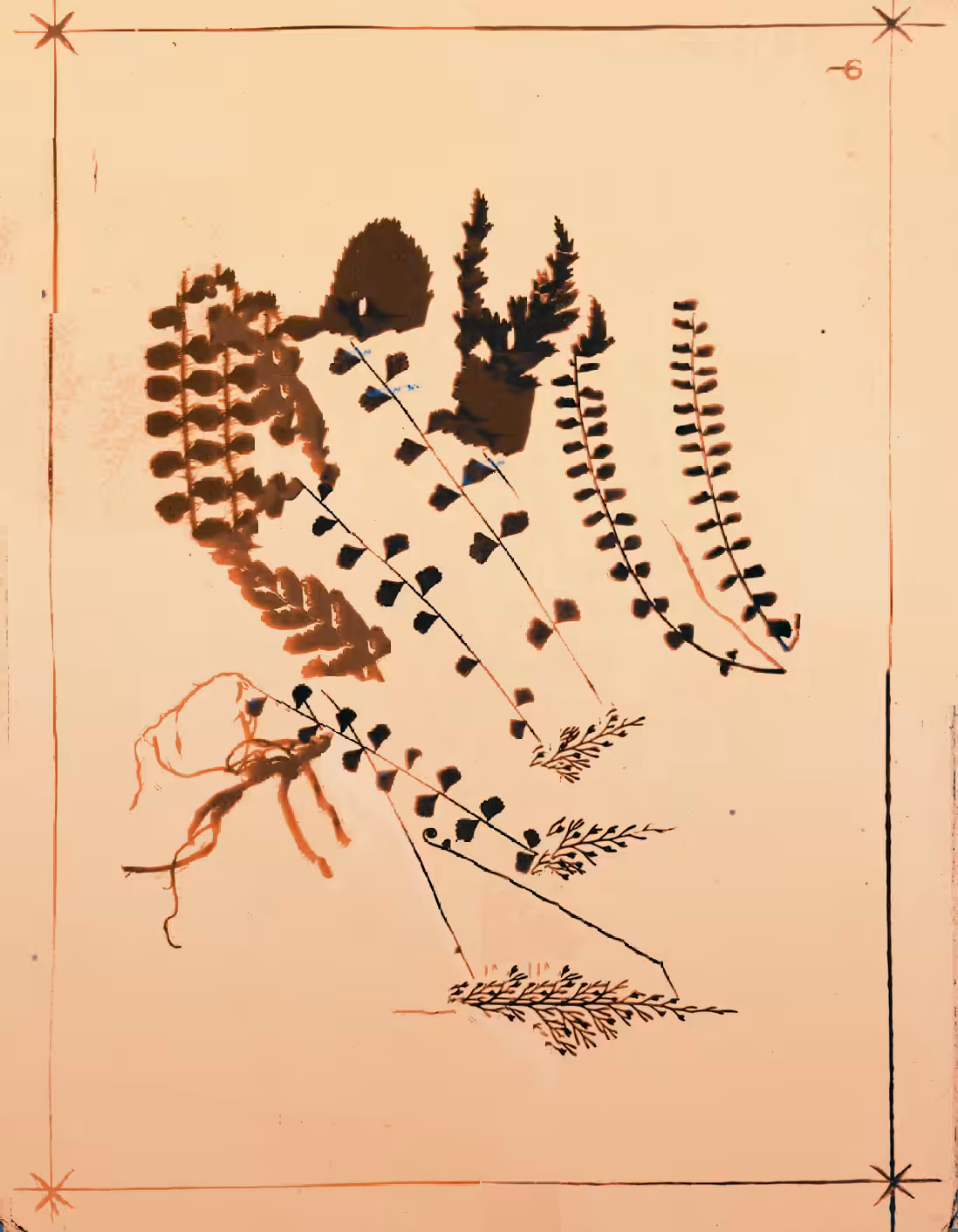 Metafern [j]