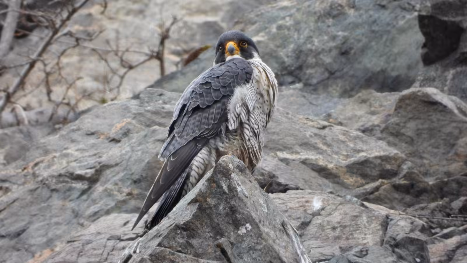 Peregrine Falcon - PB Cinematics