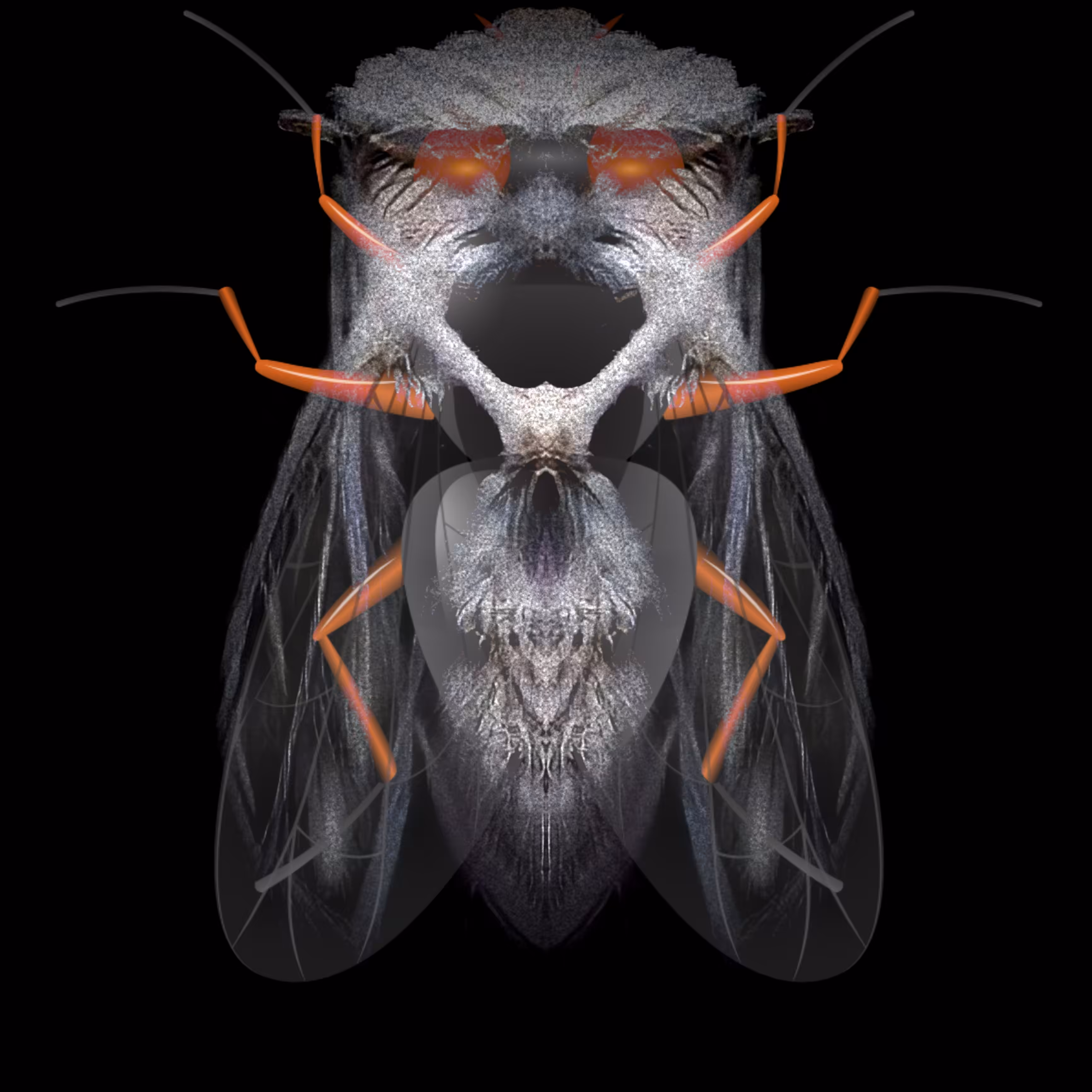 Regiis Volant
