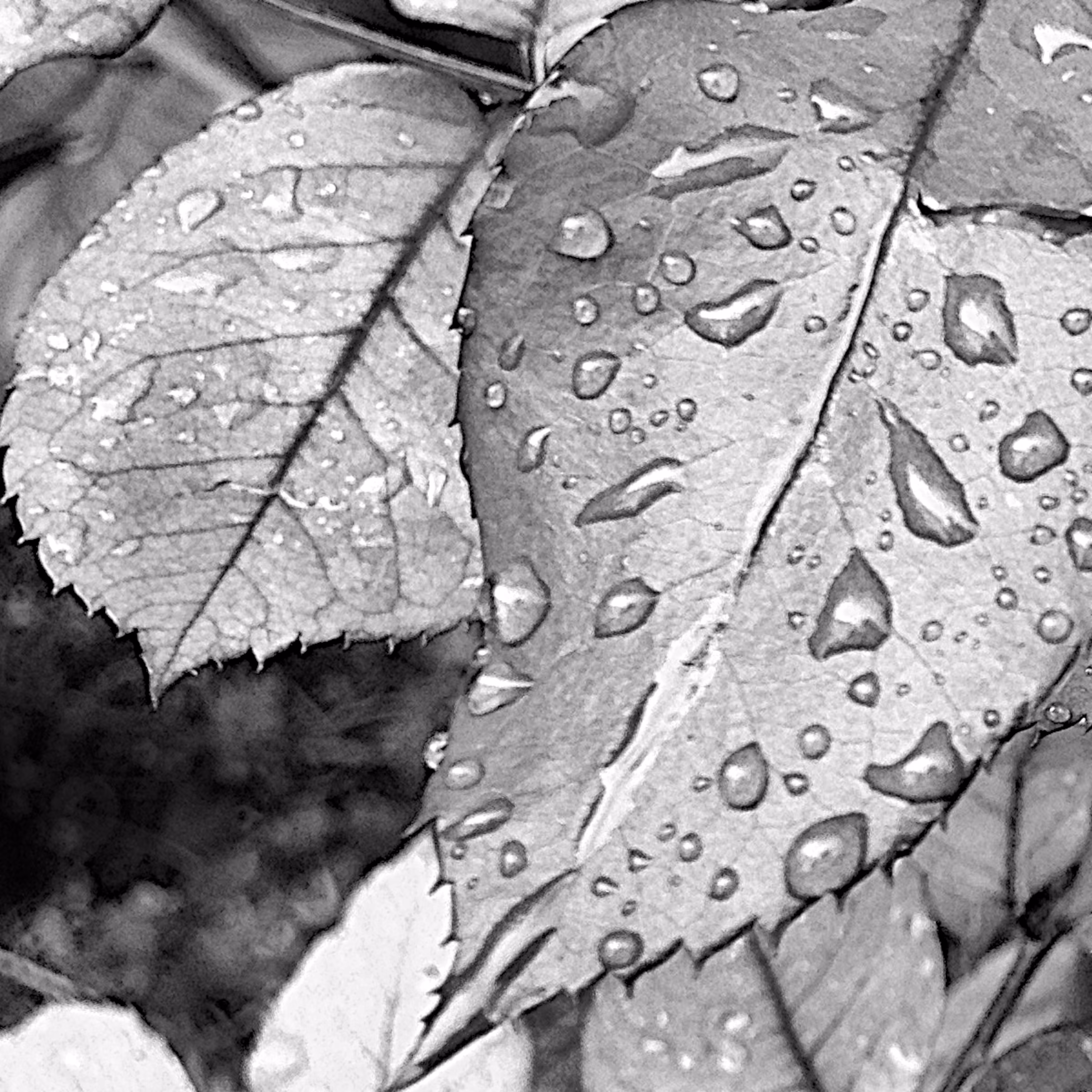 Happy Tears Of A Leaf