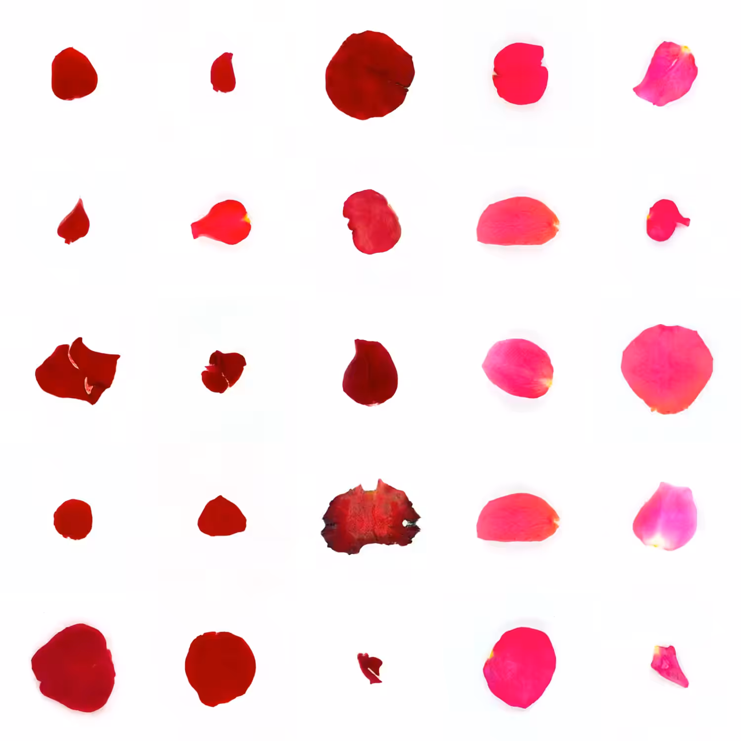 Infinite Petals 5x5#20178
