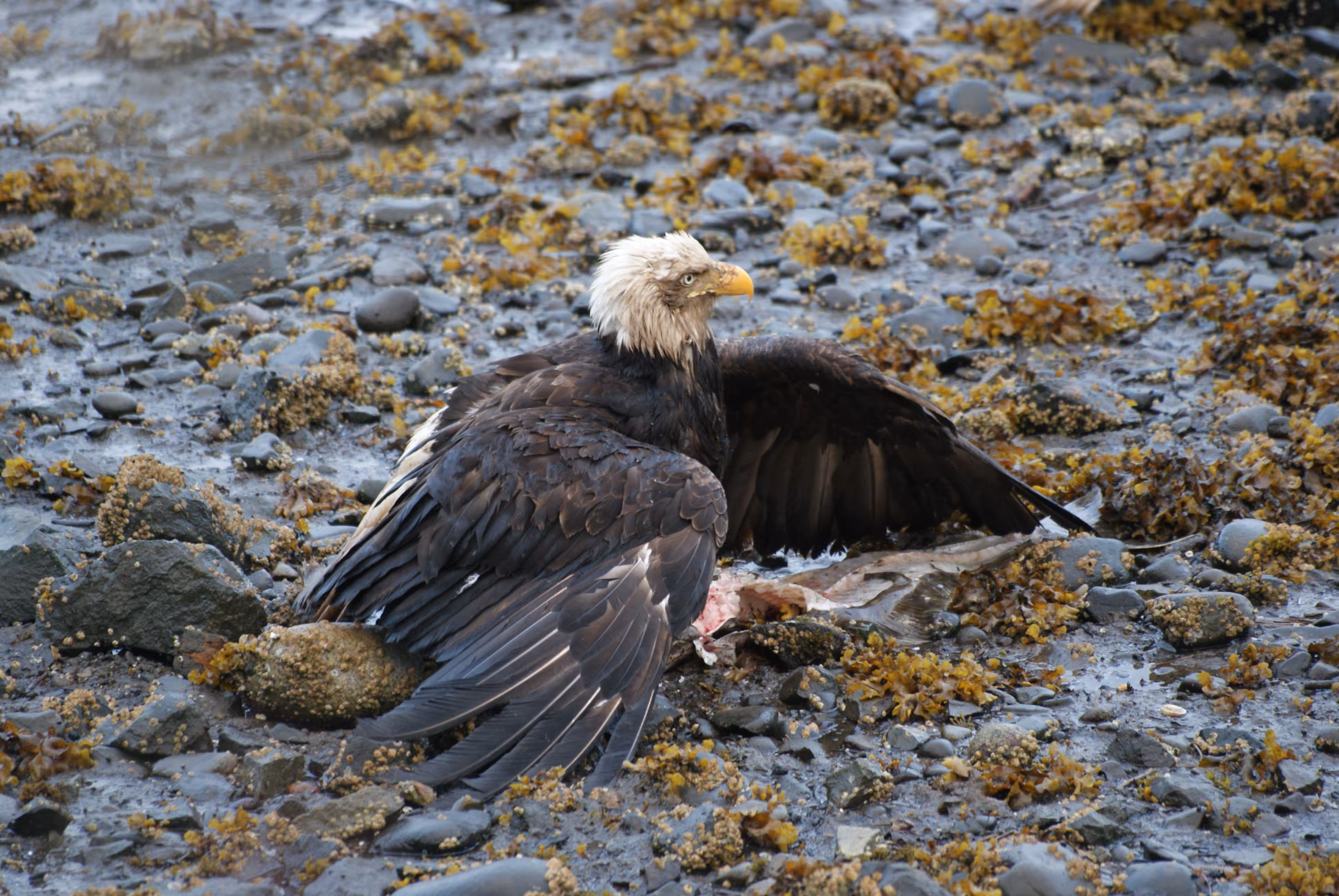 Bald Eagle II