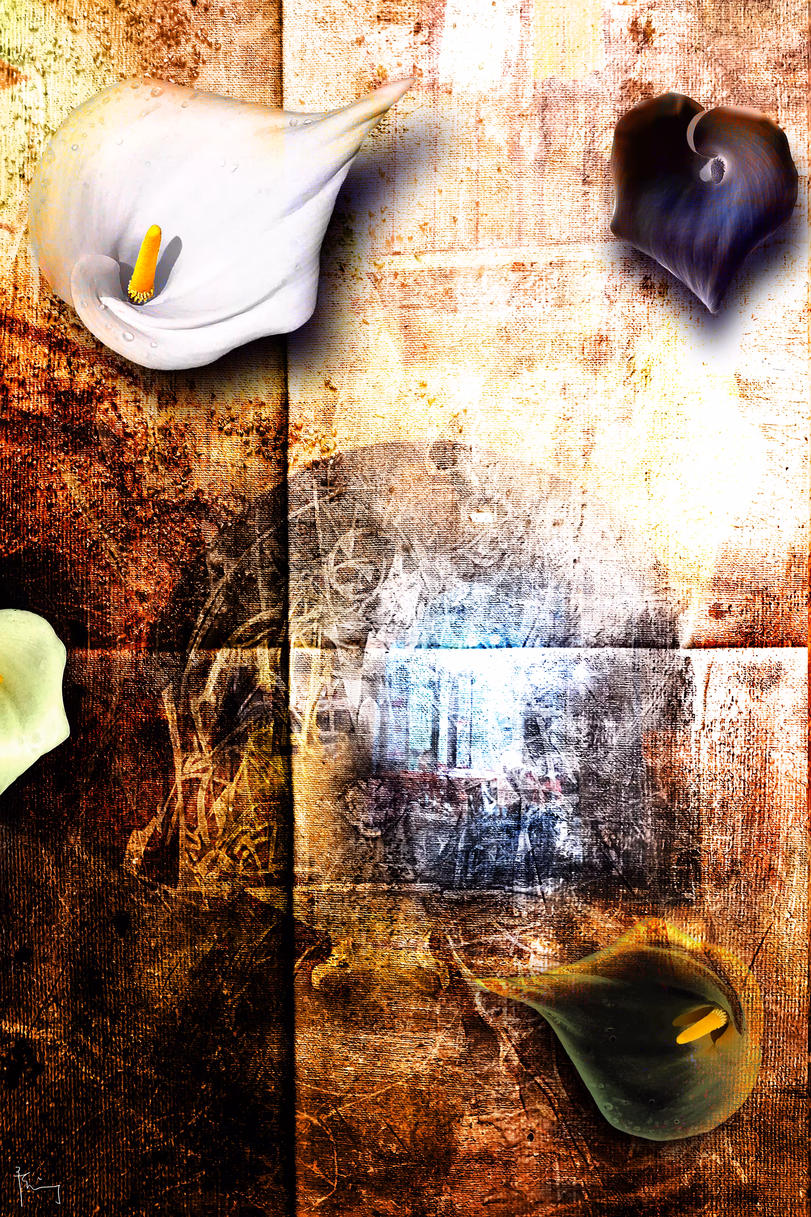 Calla Lily. Feeling flowers #1 #1