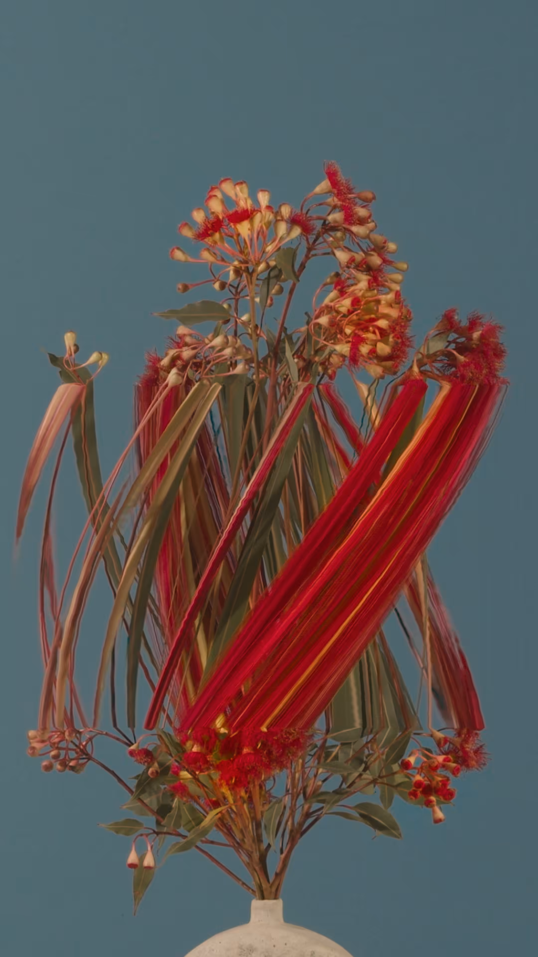 Red Flowering Gum, still