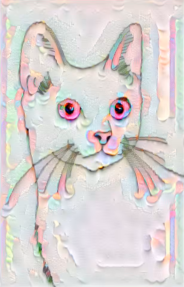 My lovely cat