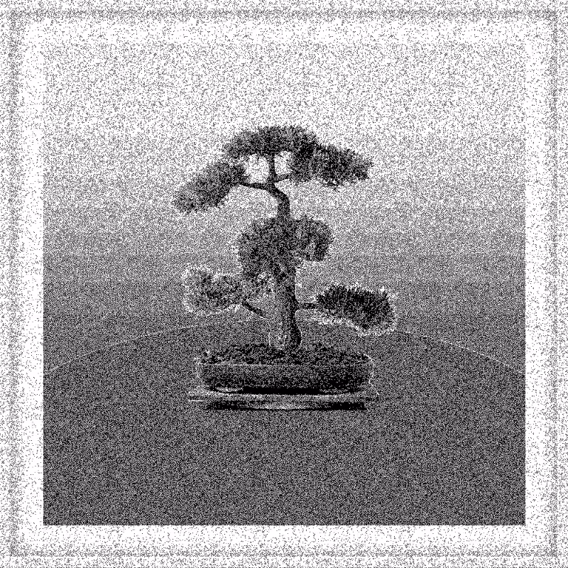 Bonsai Bonanza #82