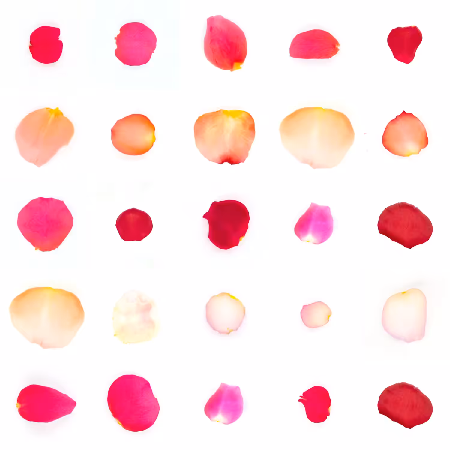 Infinite Petals 5x5#20300
