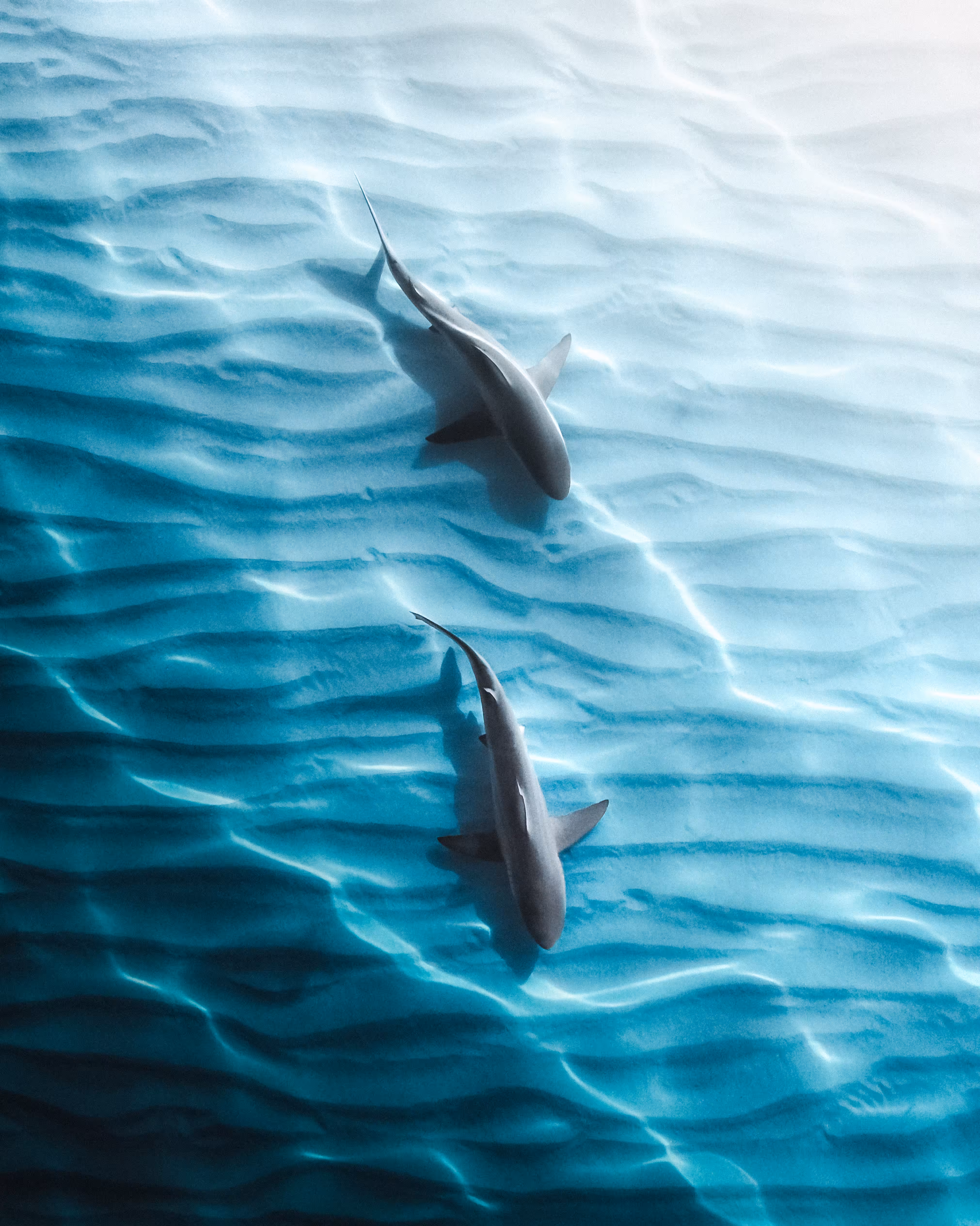 Twin Fin