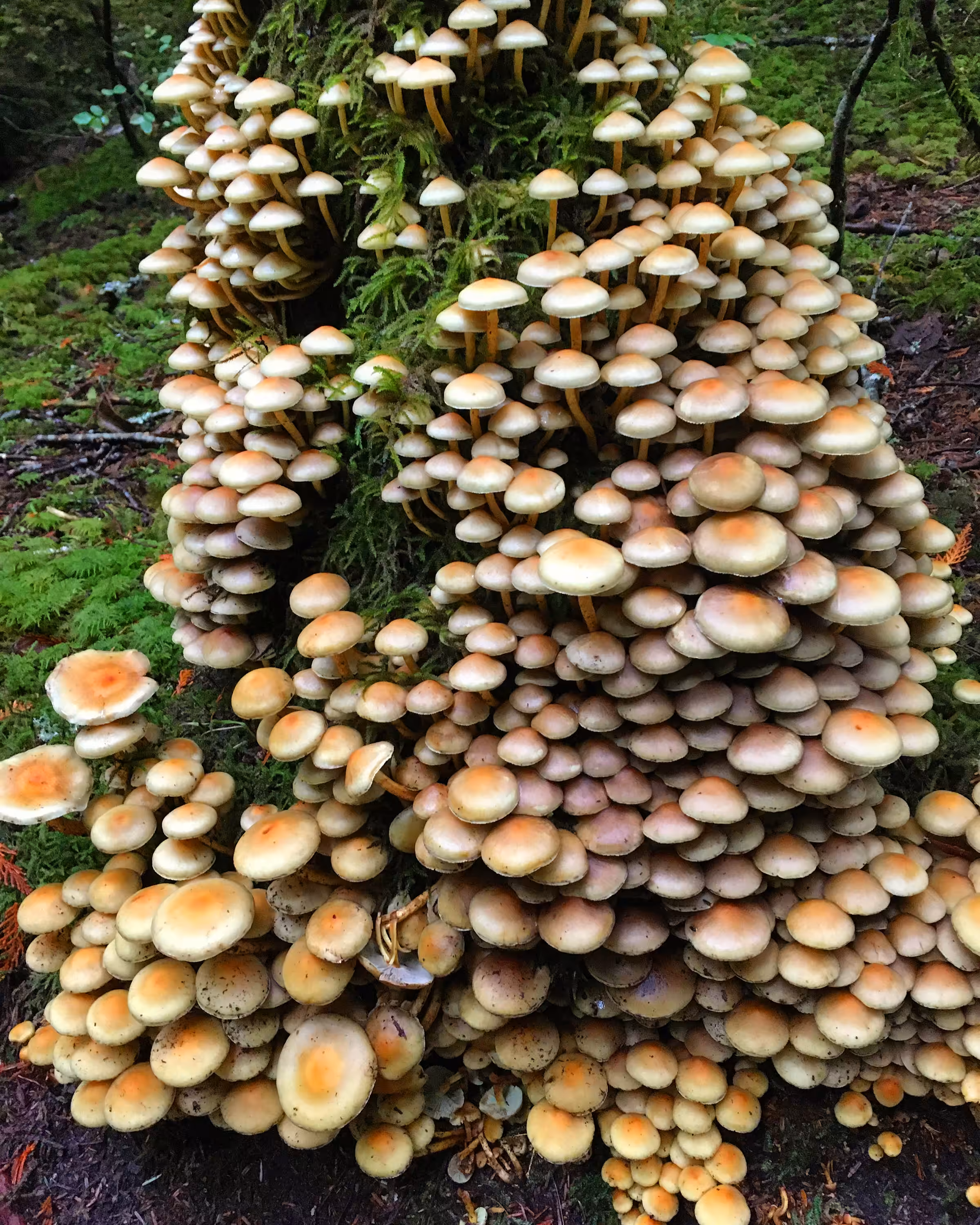 Abundance