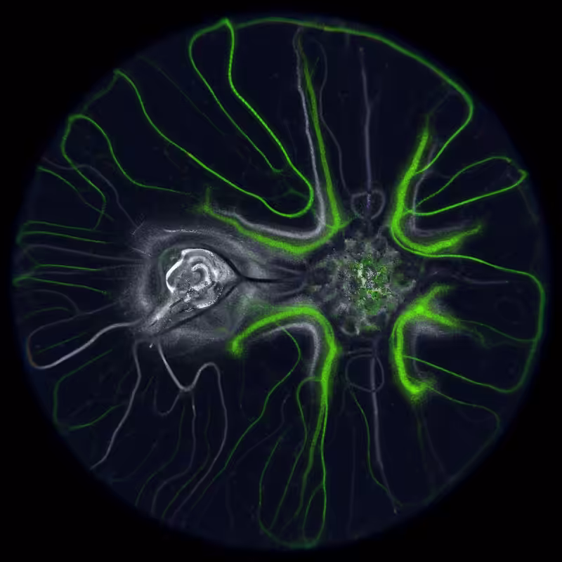 Ethereal Microcosm #112