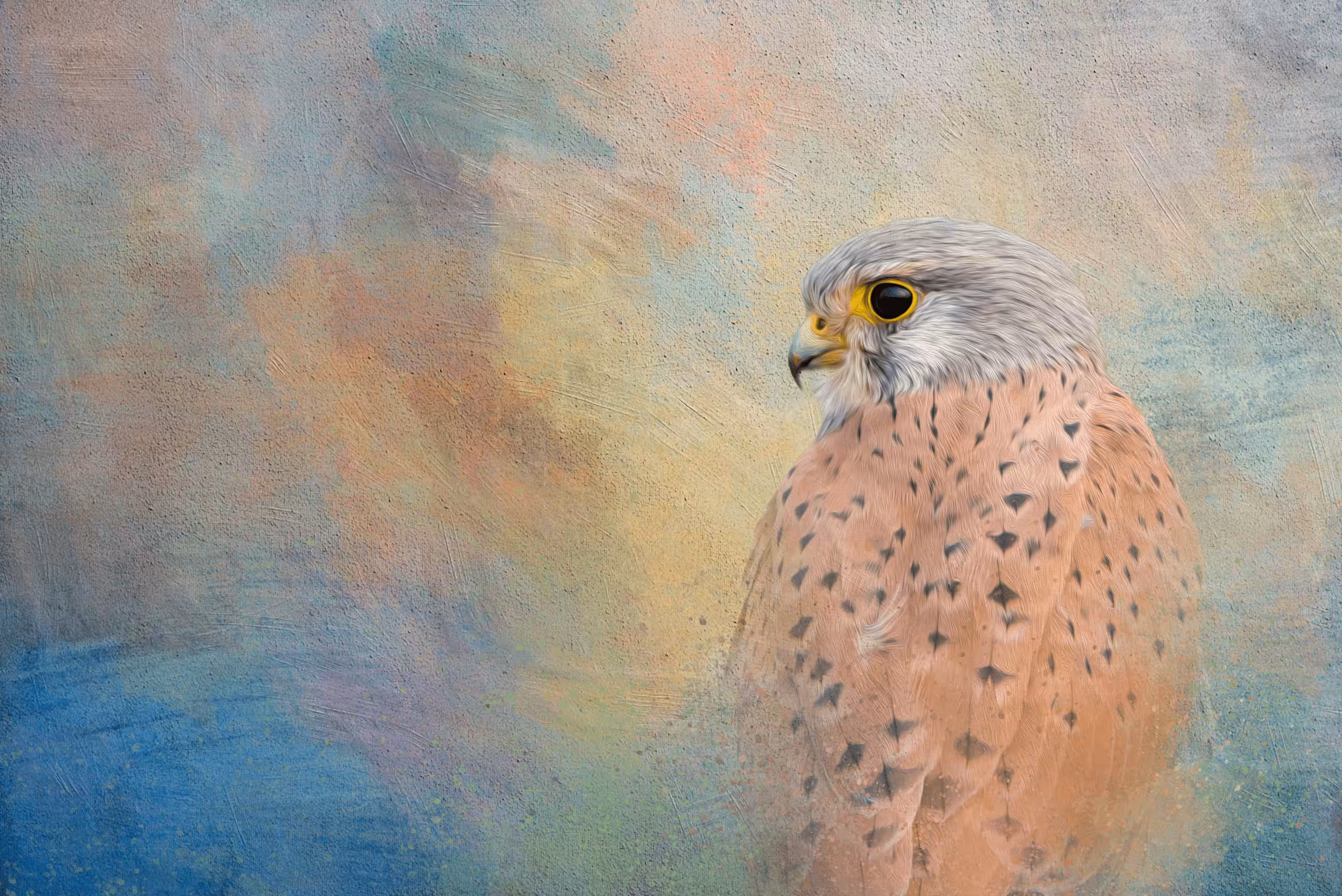 #15 Common Kestrel