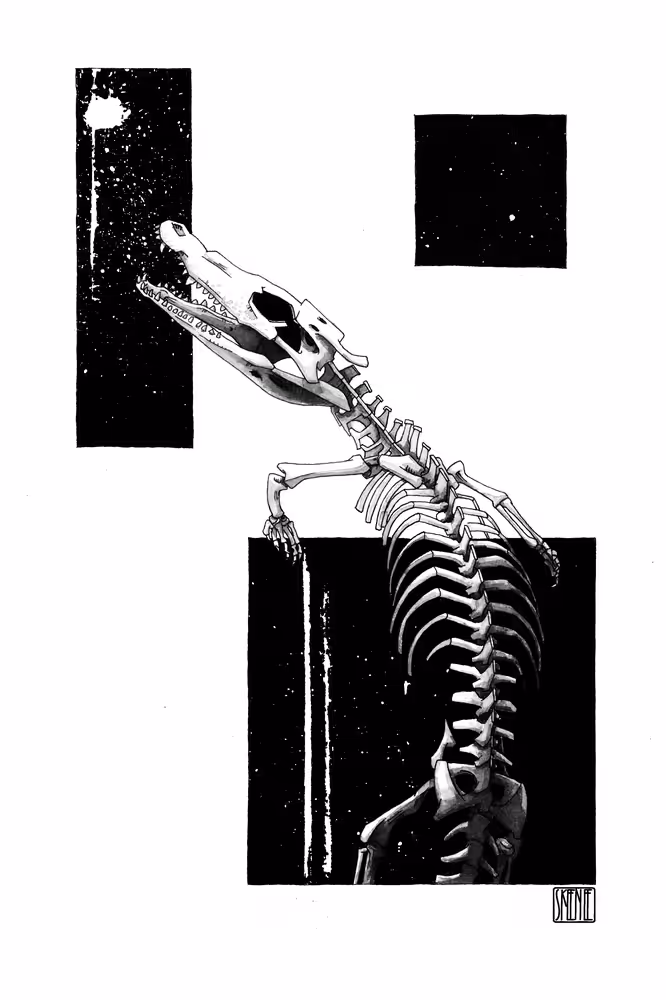 Caiman Skeleton Study #5