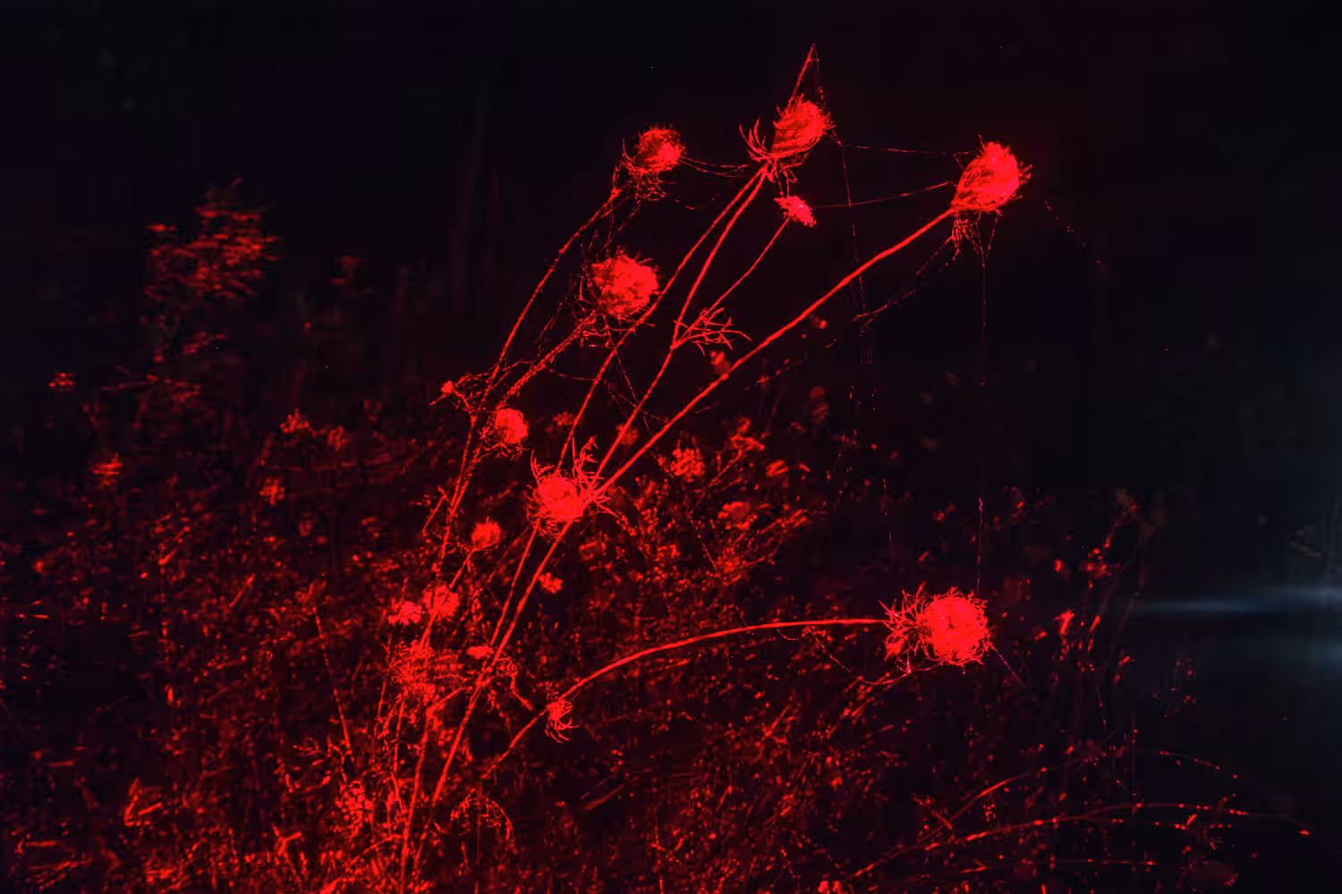 Effluesense: Weeds & Webs