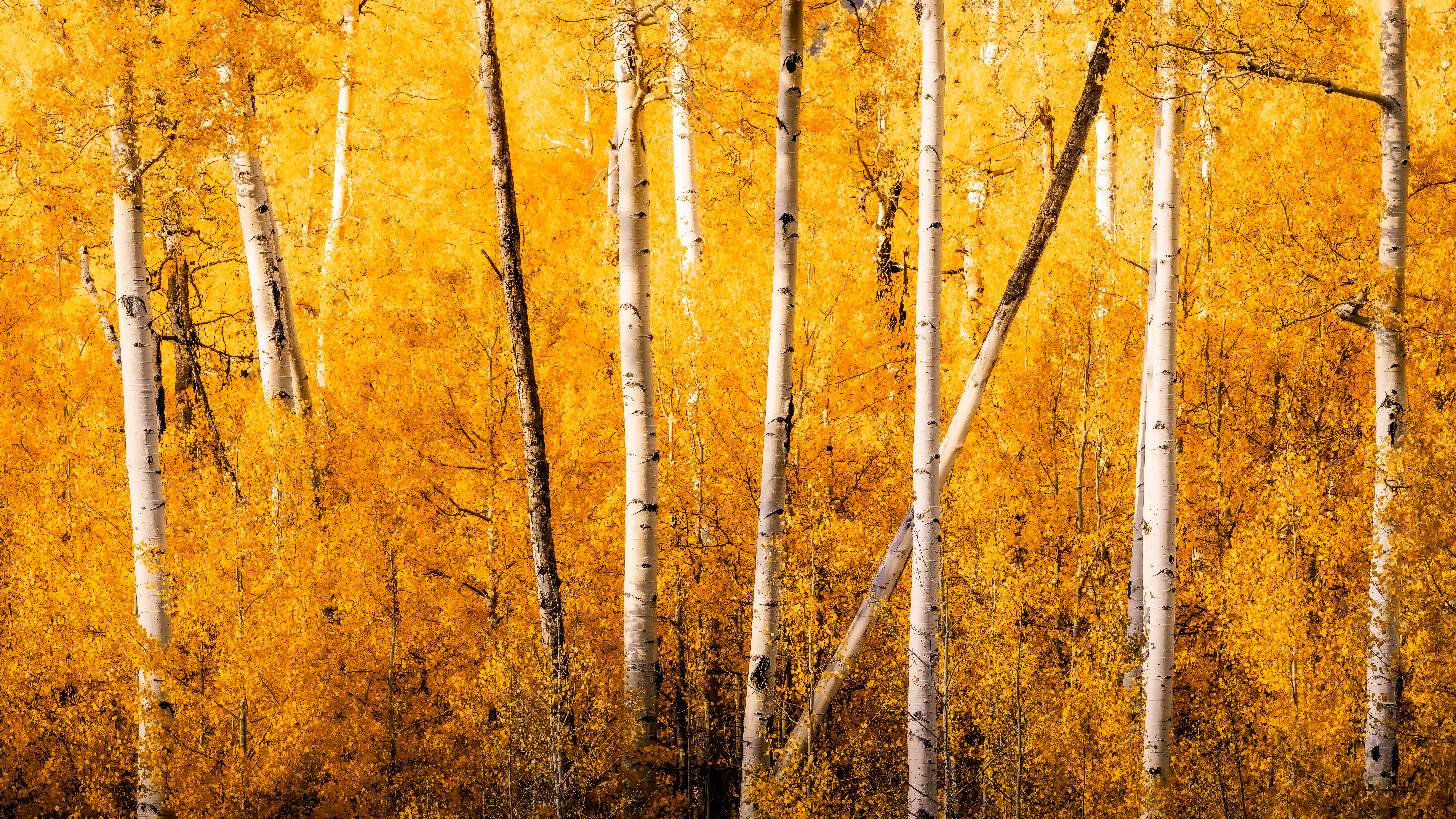 Always Sunny Aspen