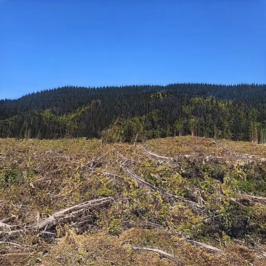 Fabricating Future Forests 0055