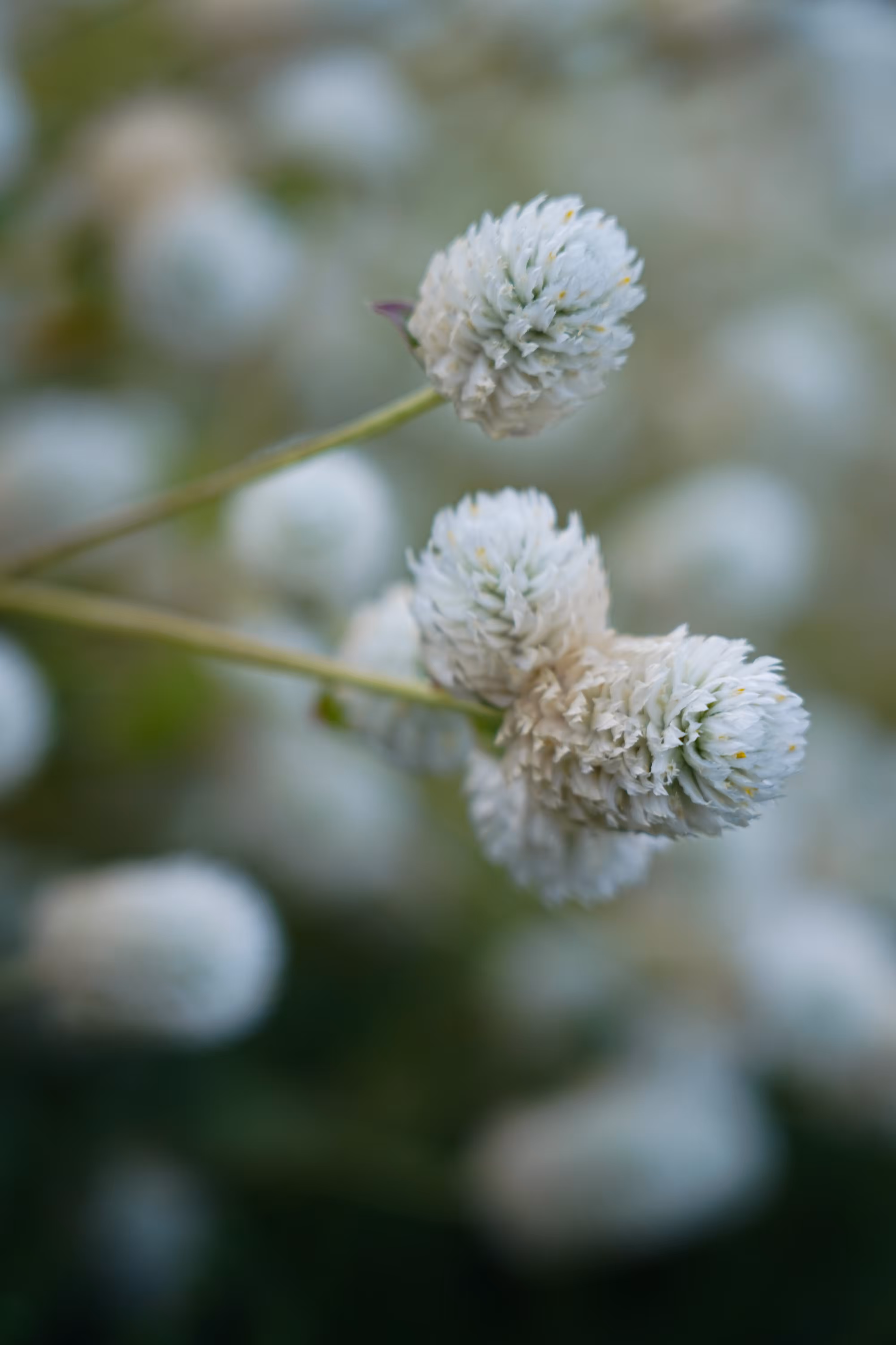 flowers: Summer Snow