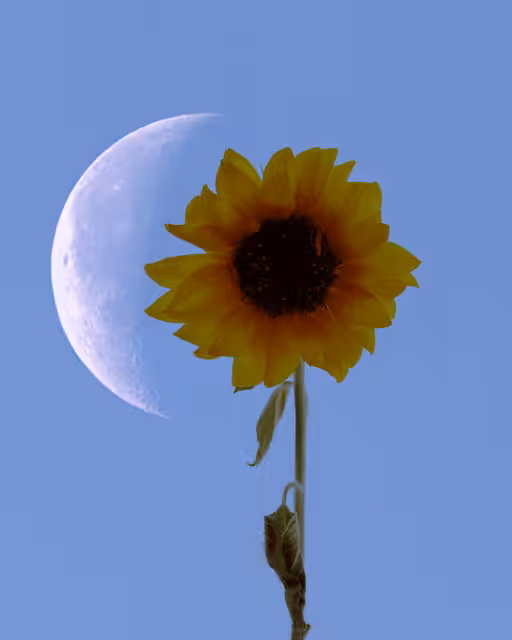 Sunflowers & Moon