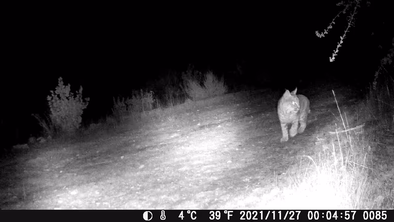 WANDERING JUVENILE BOBCAT
