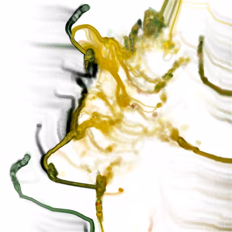 Hypericum #153