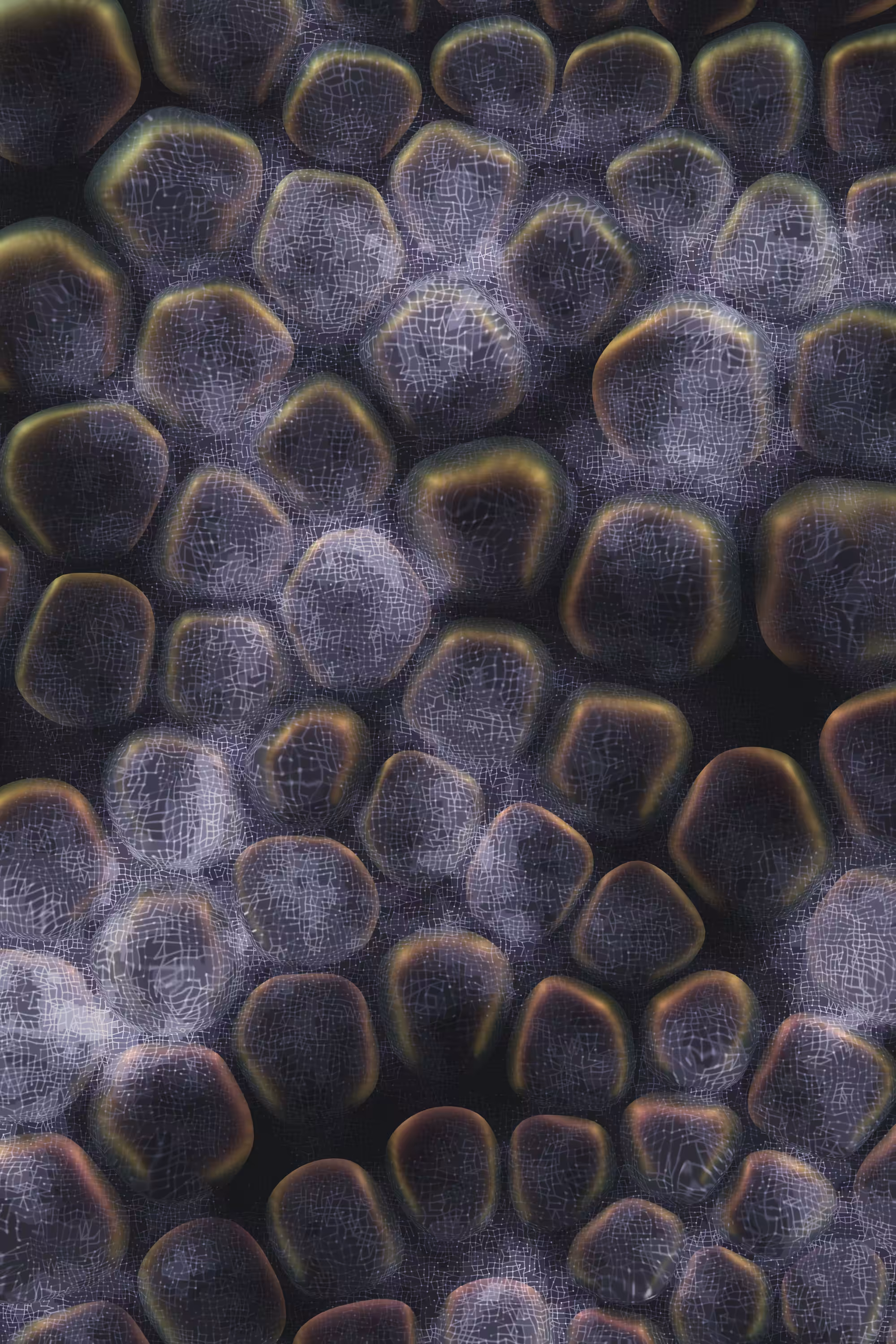 Vitreous #1