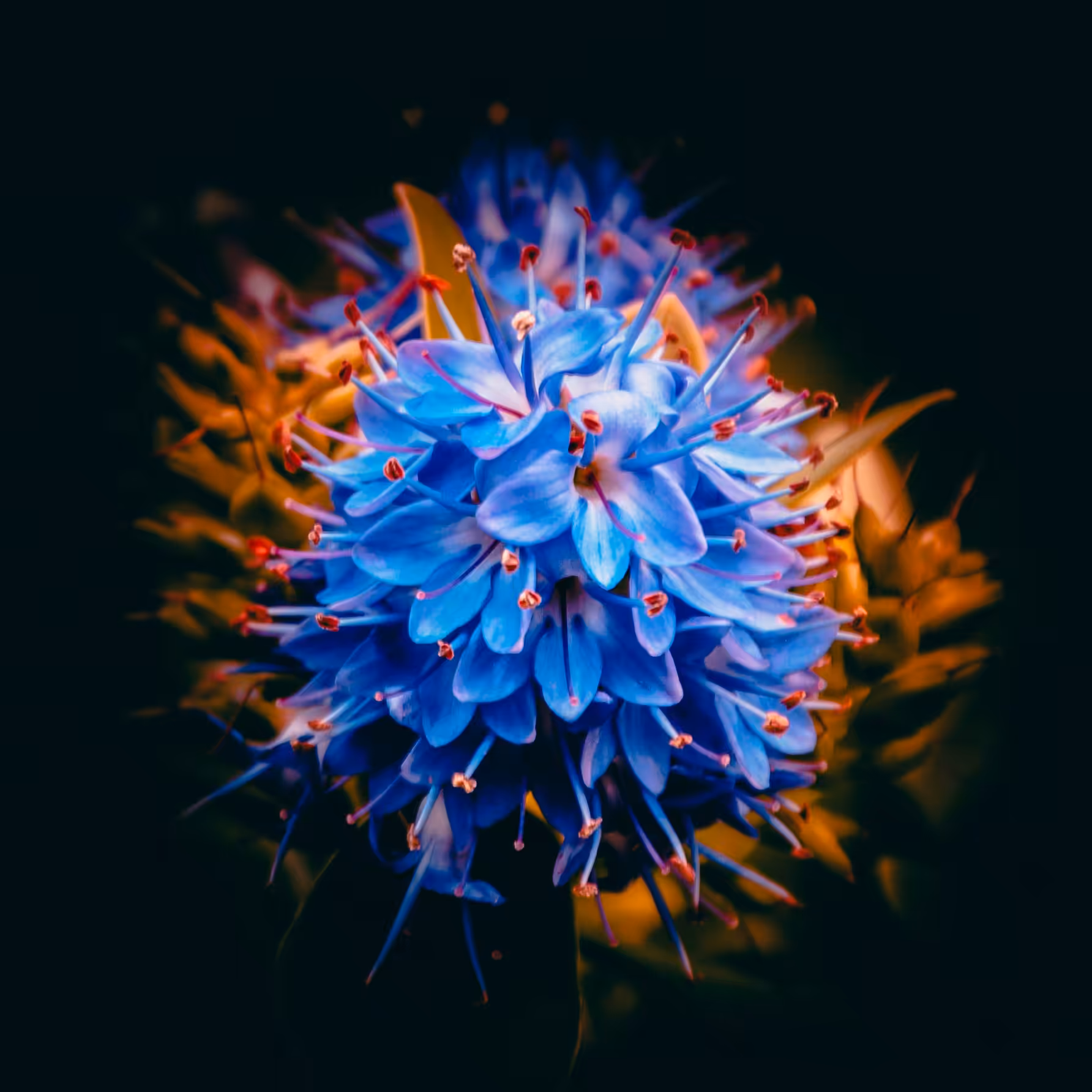Blue