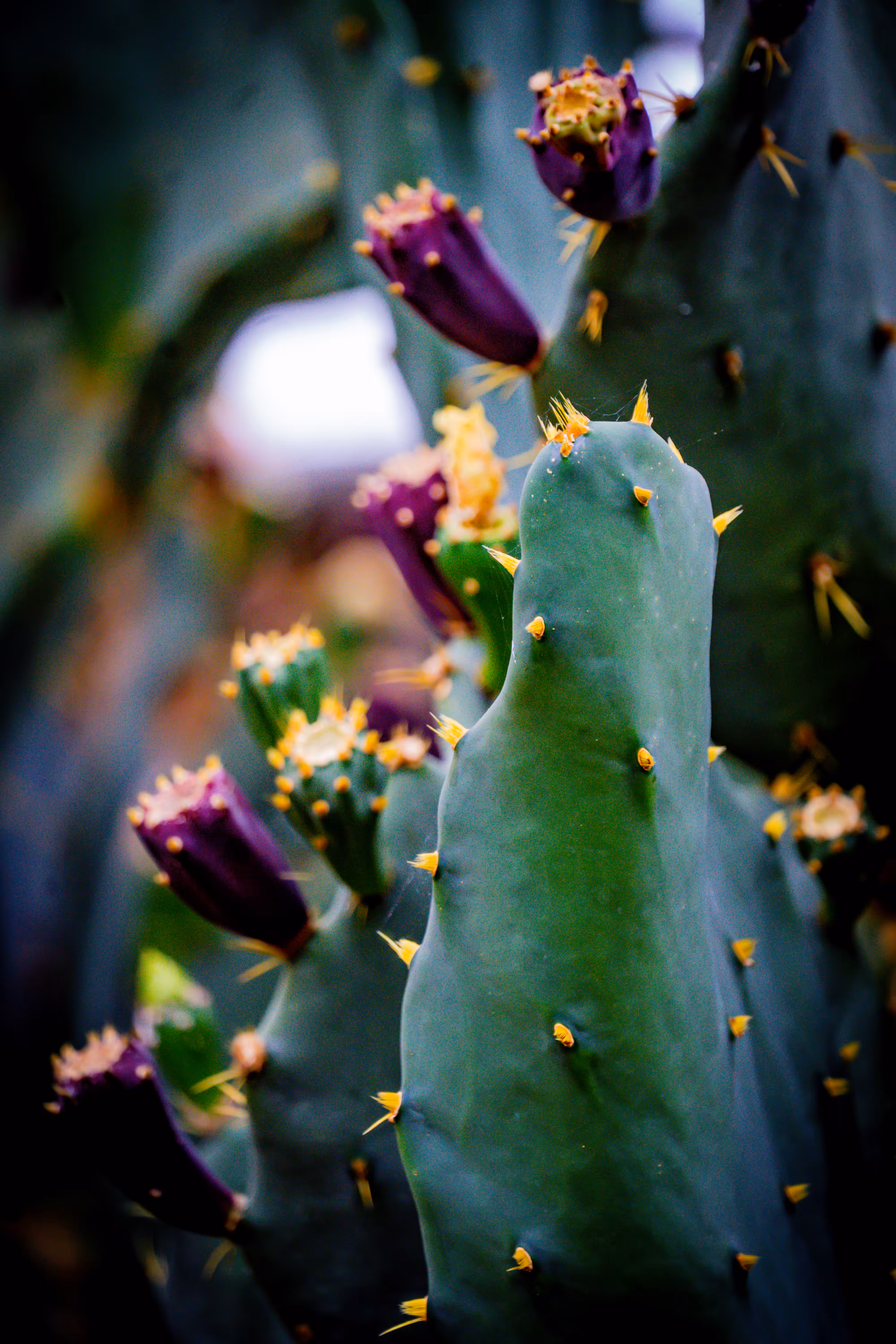 Homesick Prickly Pear