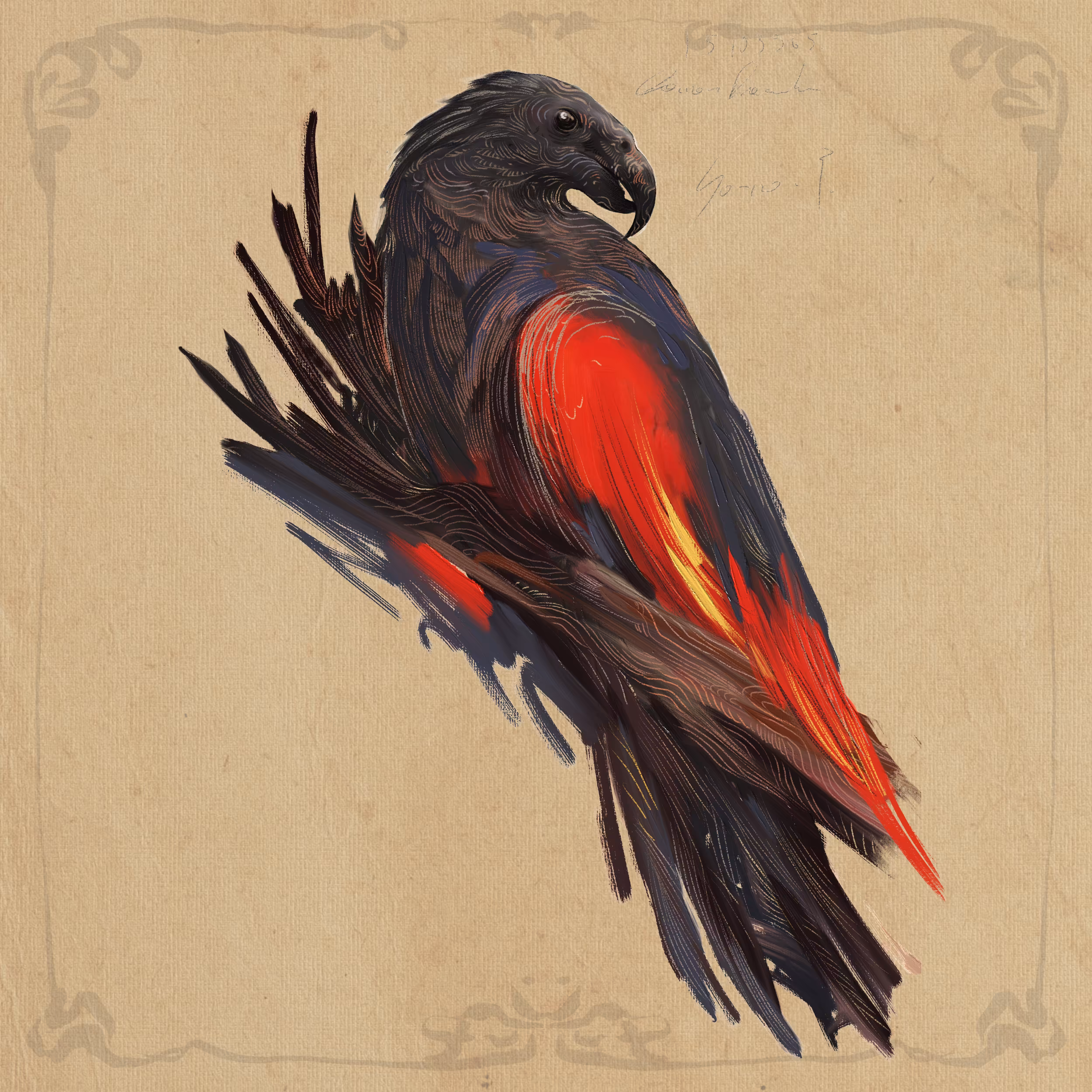 Dracula Parrot