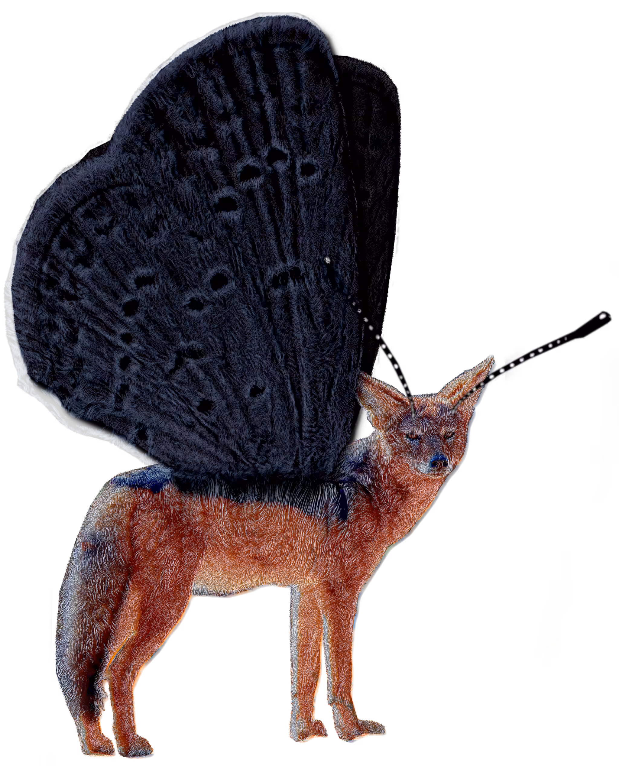 CHIMAERA - BUTTERFOX