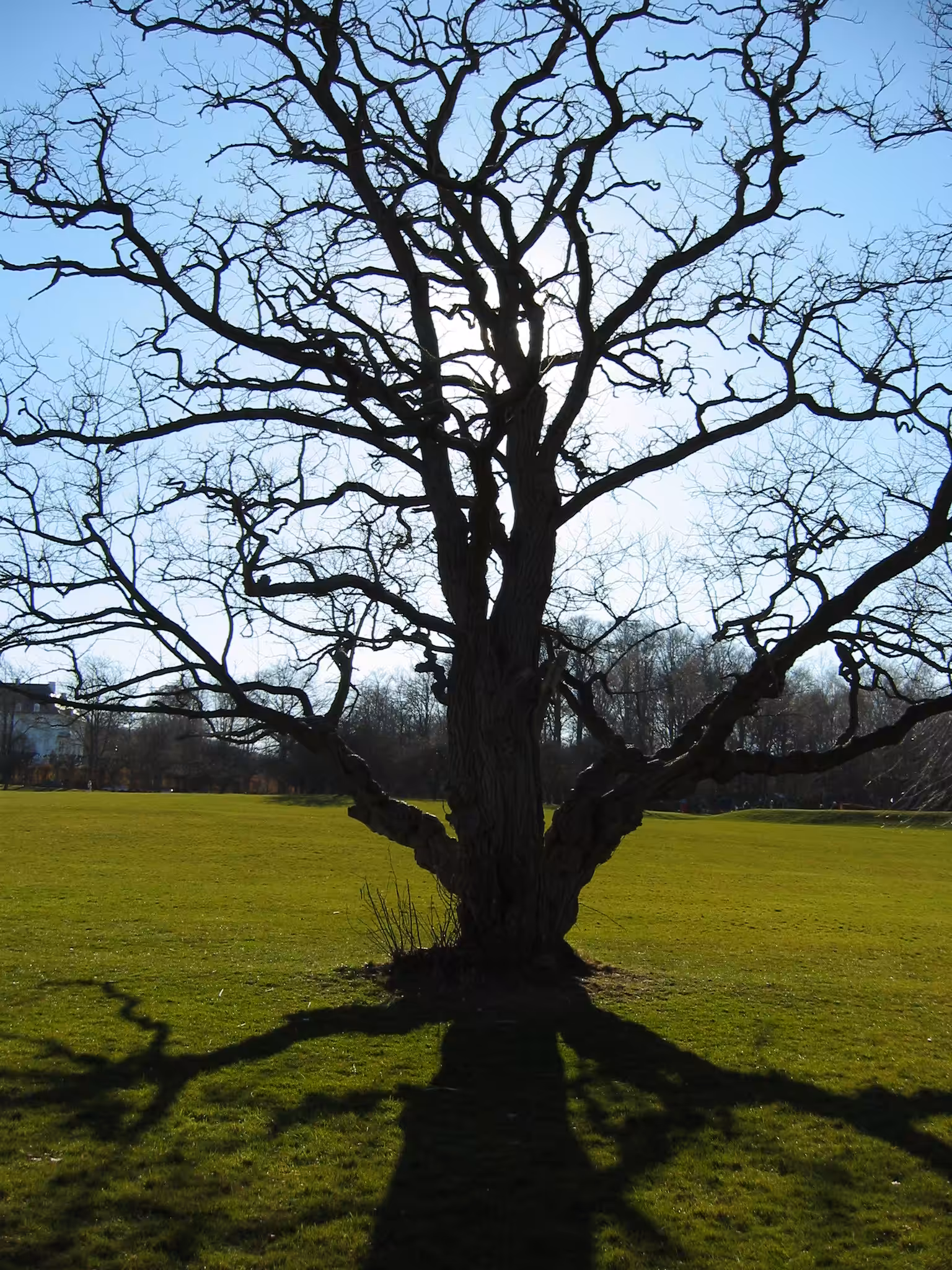Silhouette of Spring