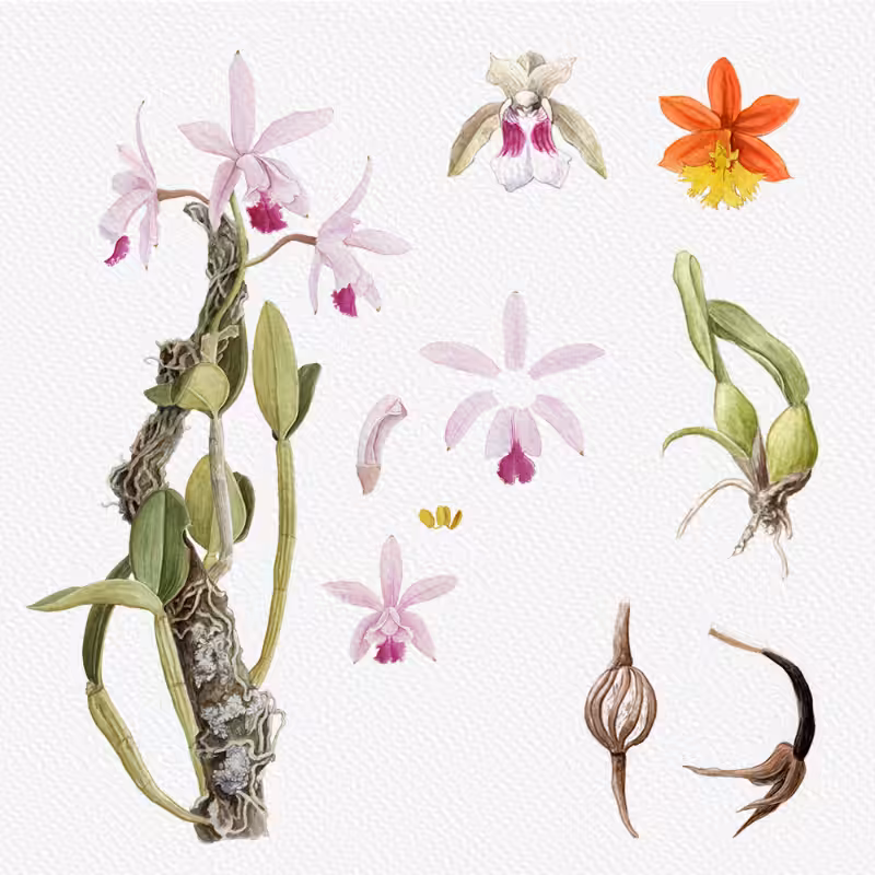 Botanical Illustration - Orchids 1 #37