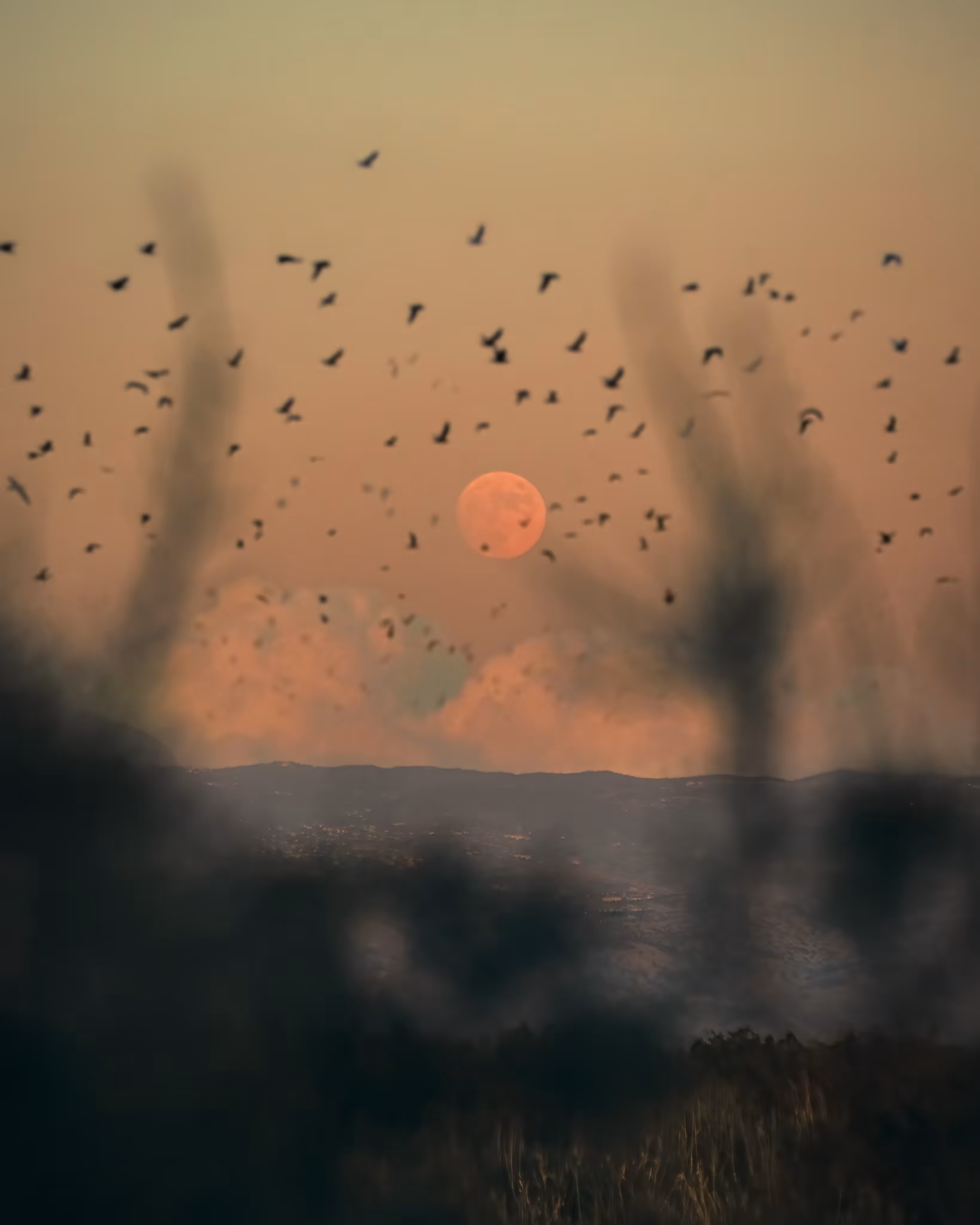 Flock of us #38