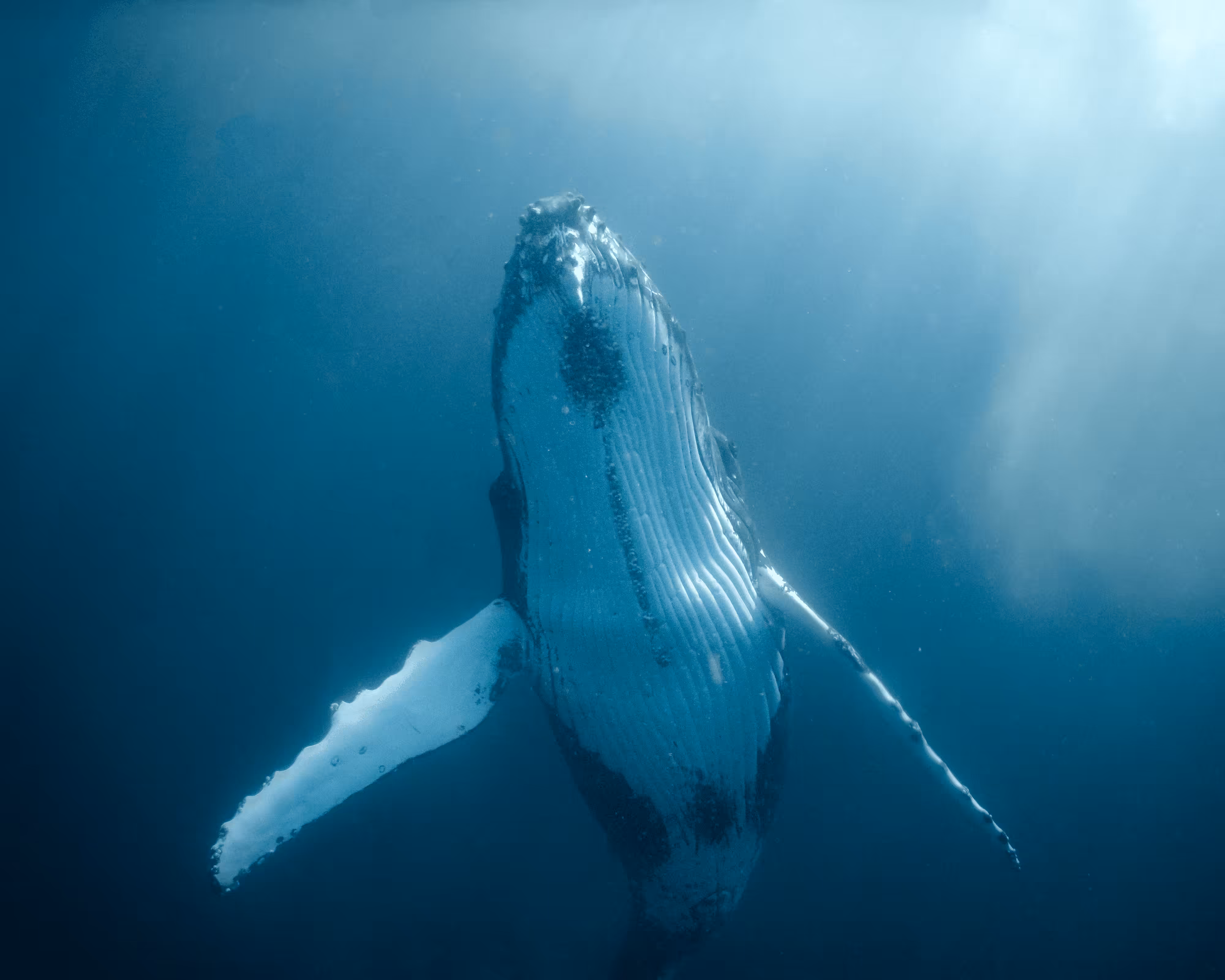 “Into The Blue” #41