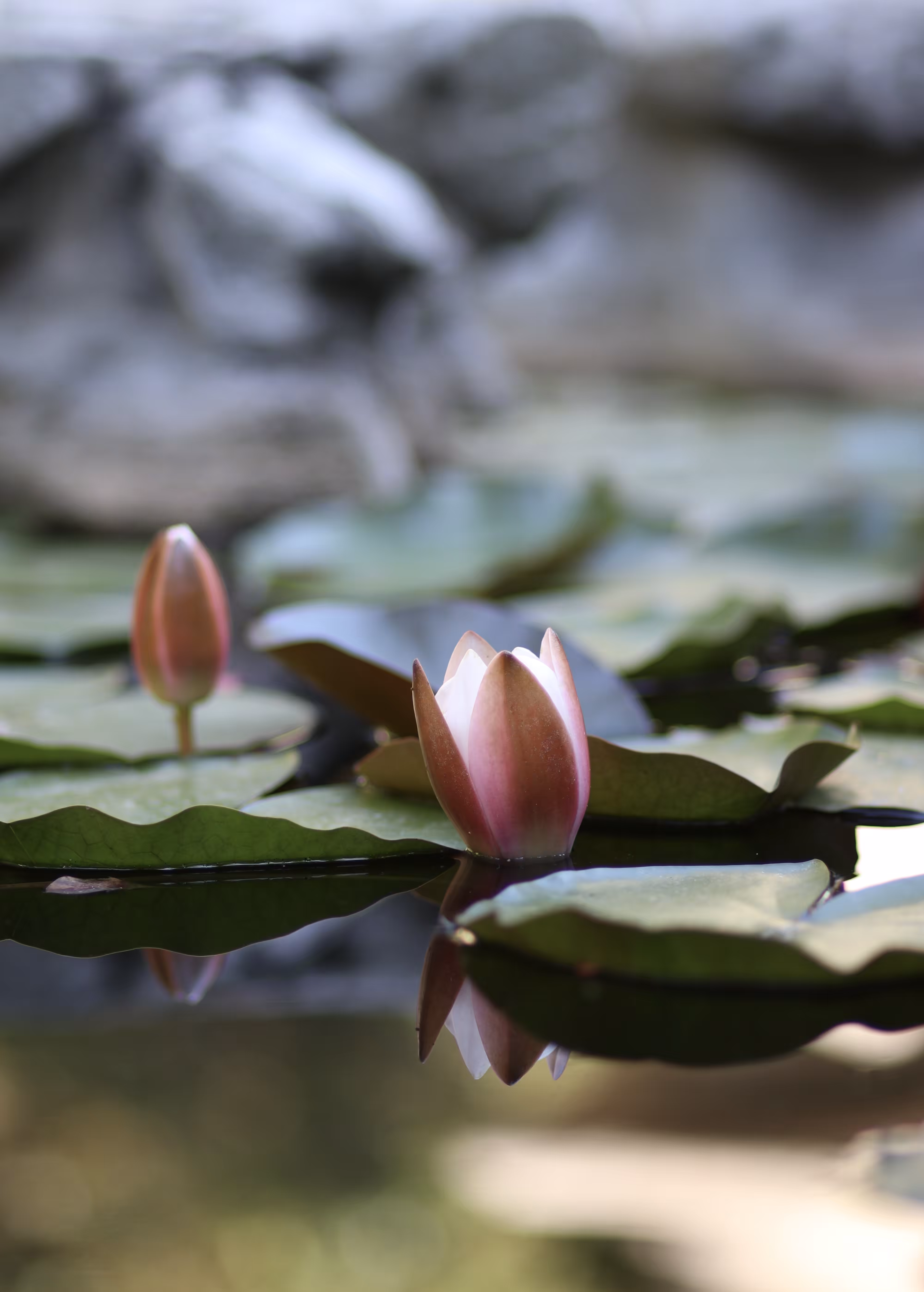 Water Lily
